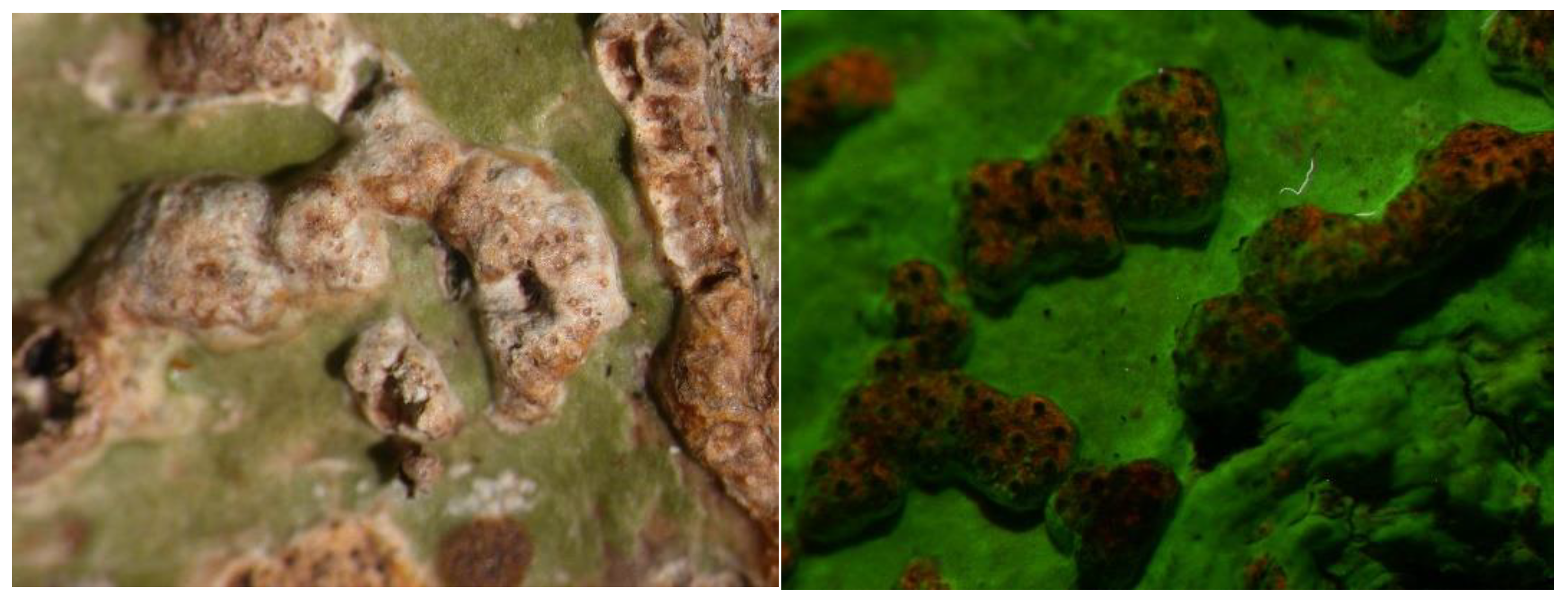 Preprints 73539 g005