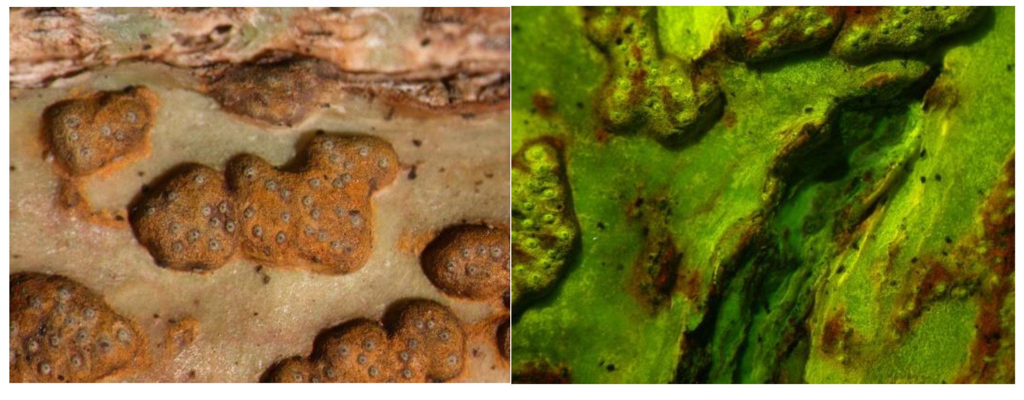 Preprints 73539 g006