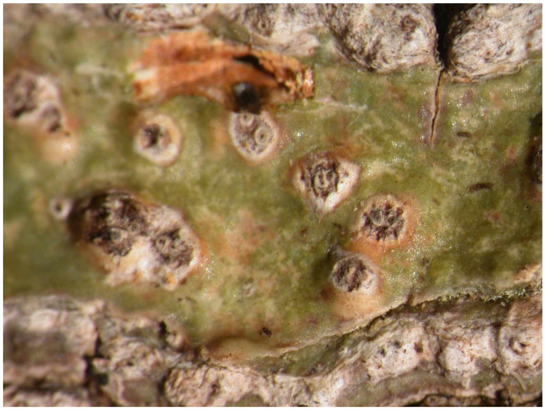 Preprints 73539 g007