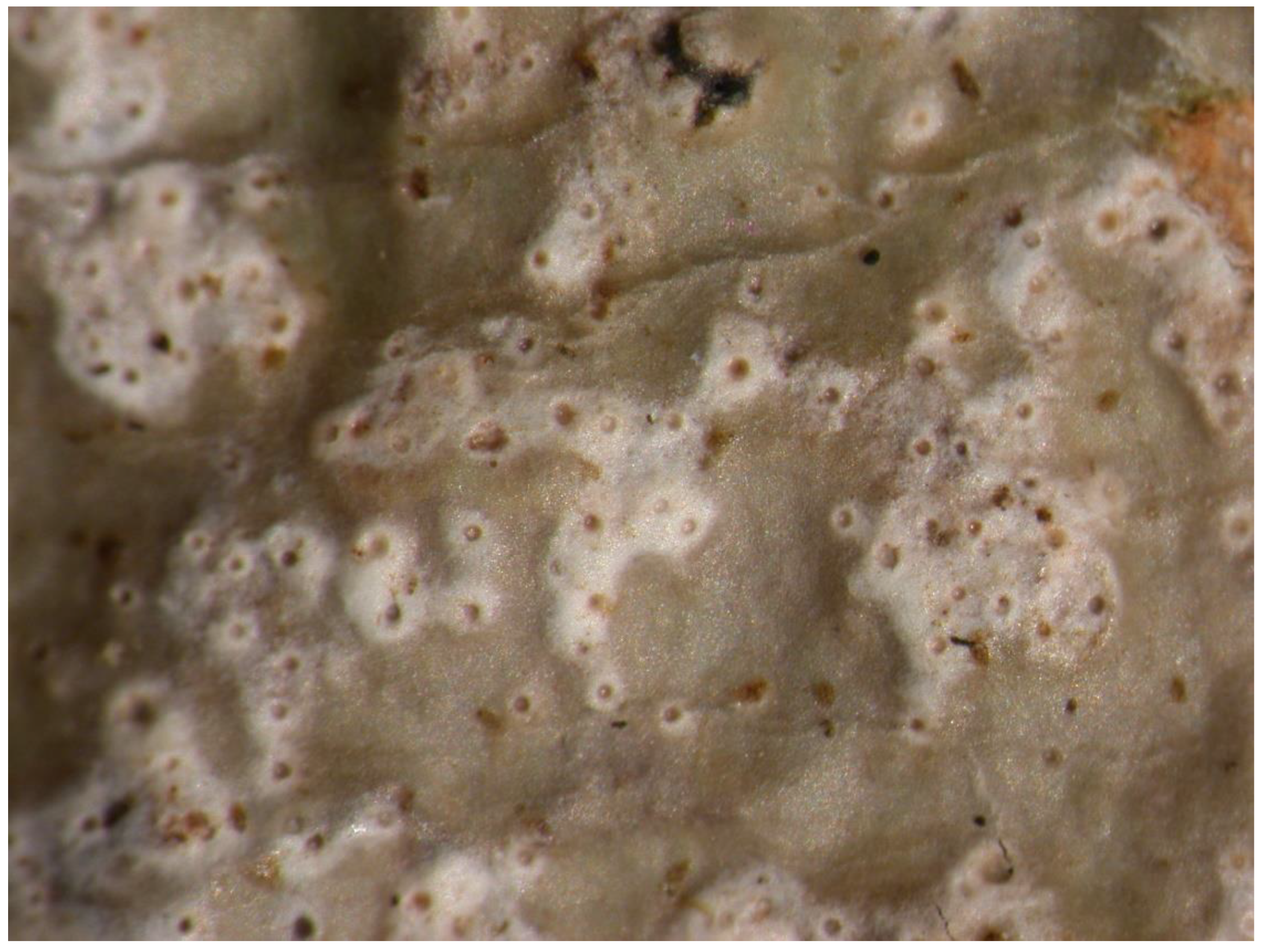 Preprints 73539 g008