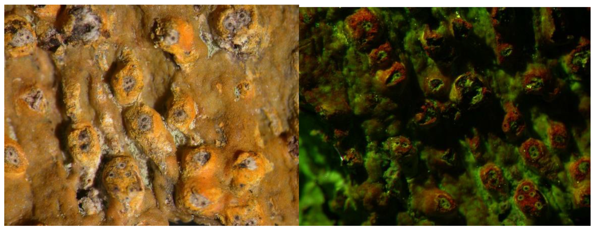 Preprints 73539 g010