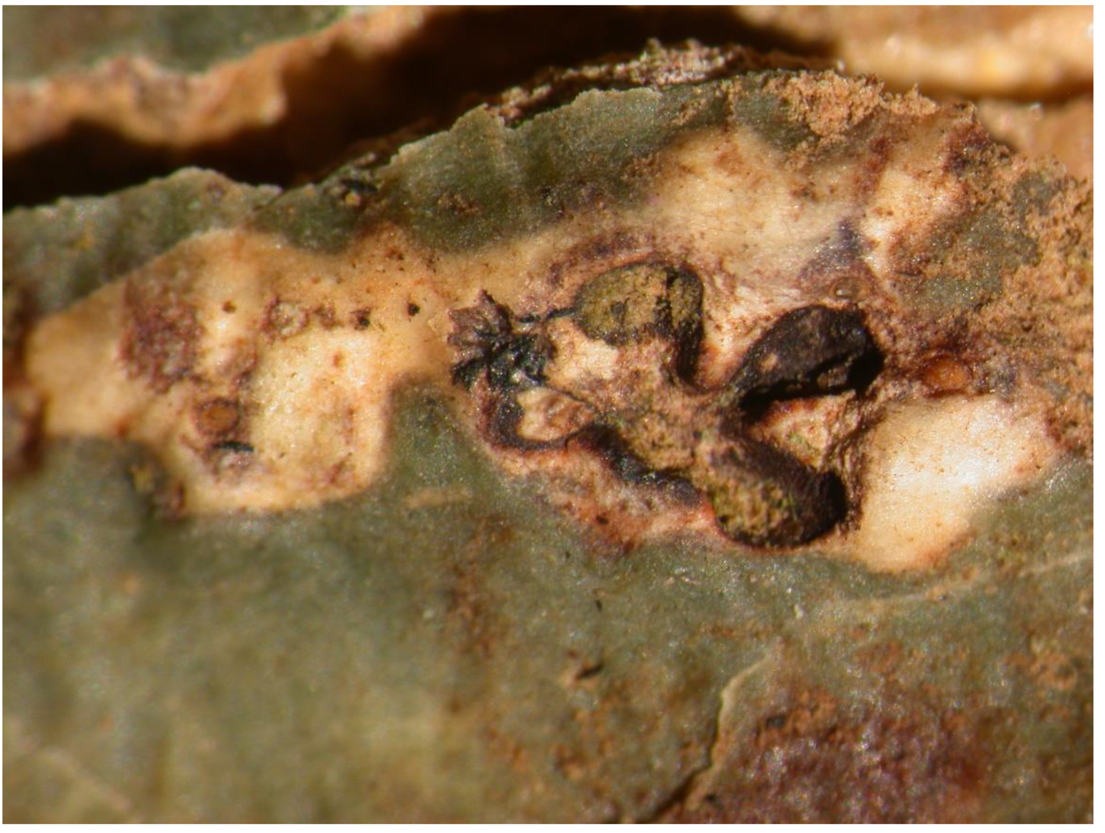 Preprints 73539 g011