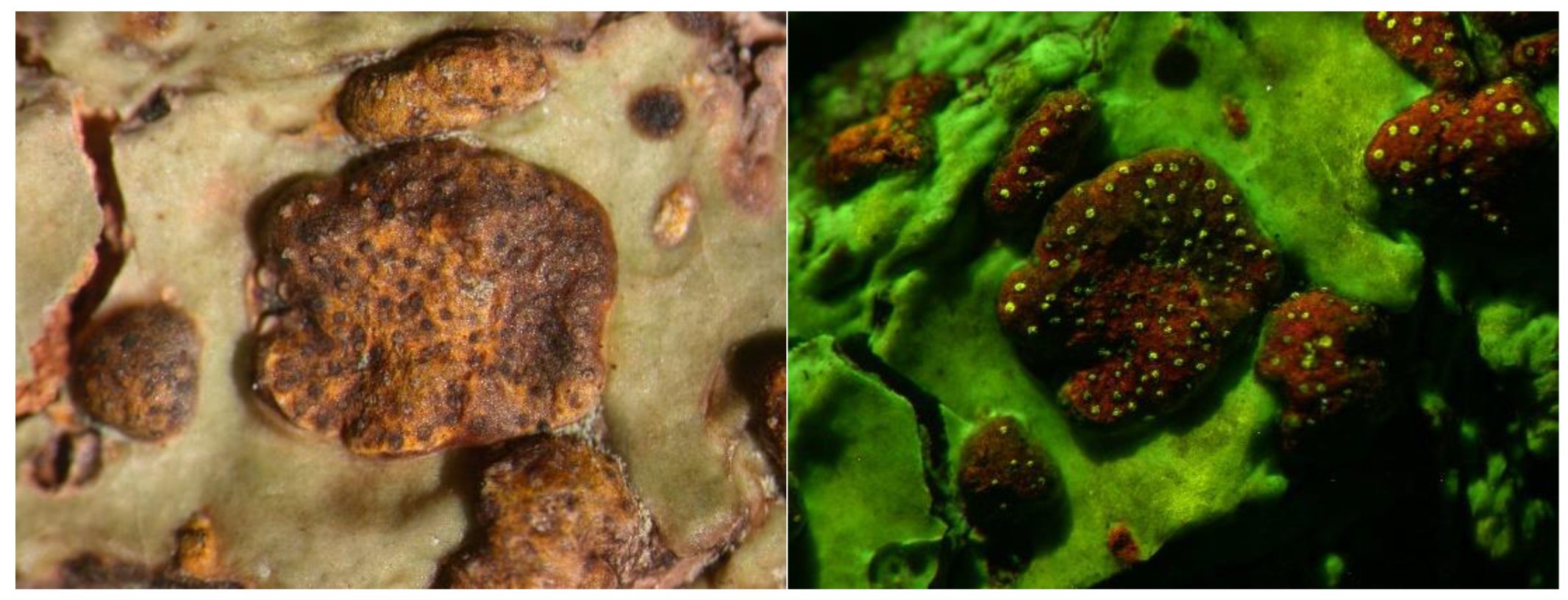 Preprints 73539 g012