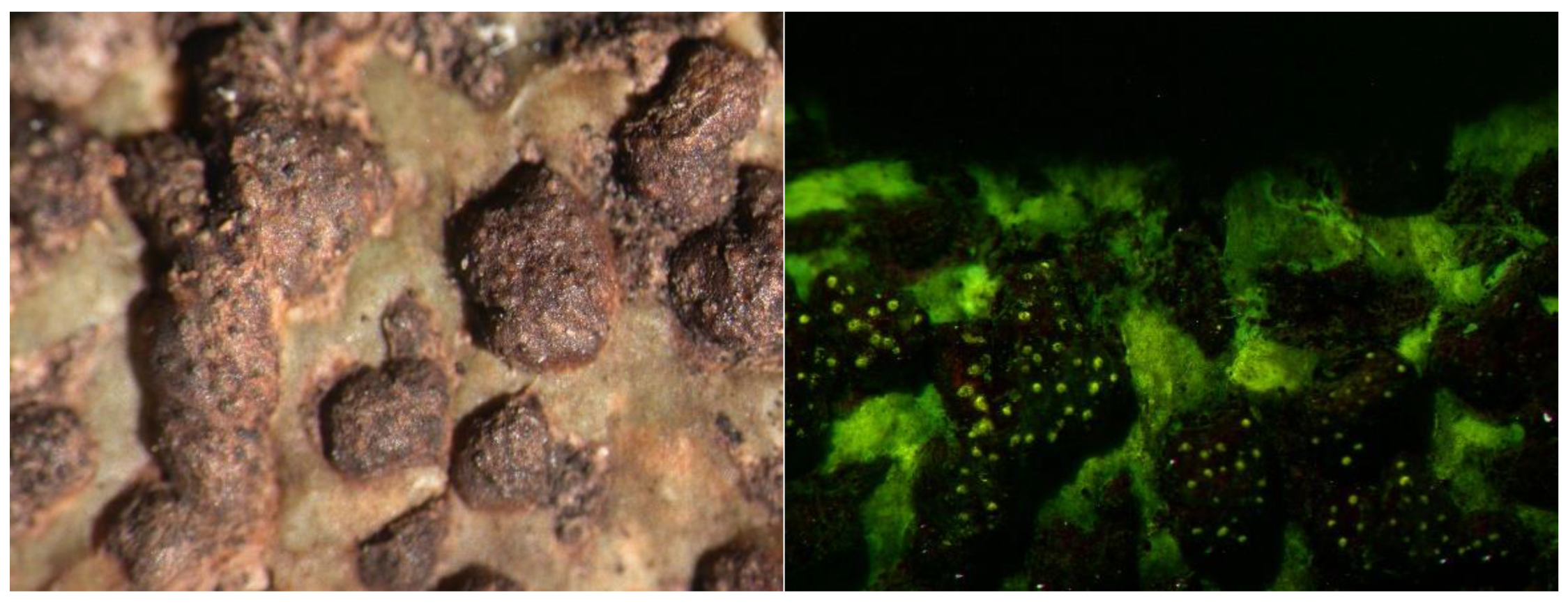 Preprints 73539 g014