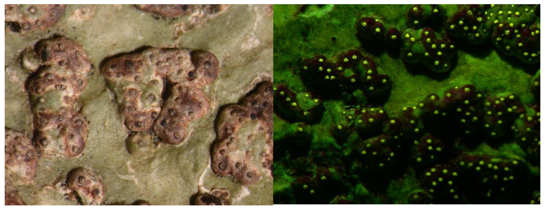 Preprints 73539 g015