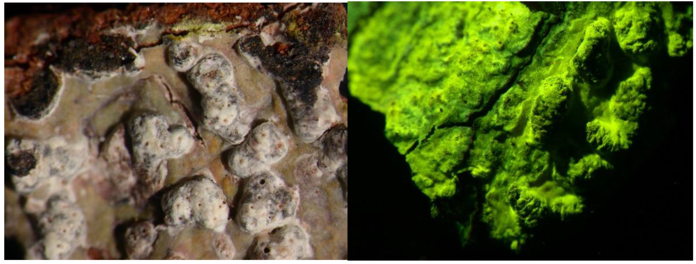 Preprints 73539 g016