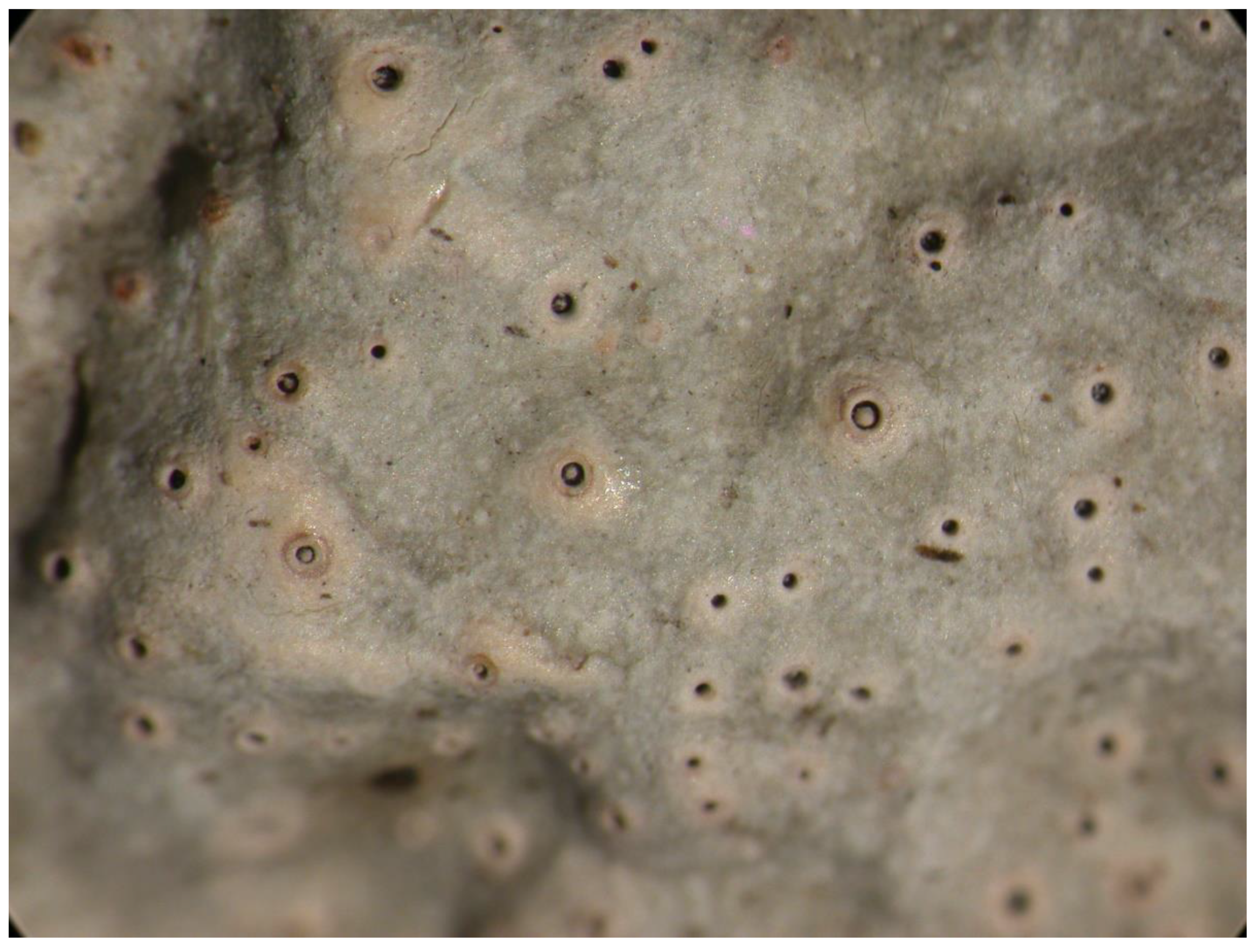 Preprints 73539 g018