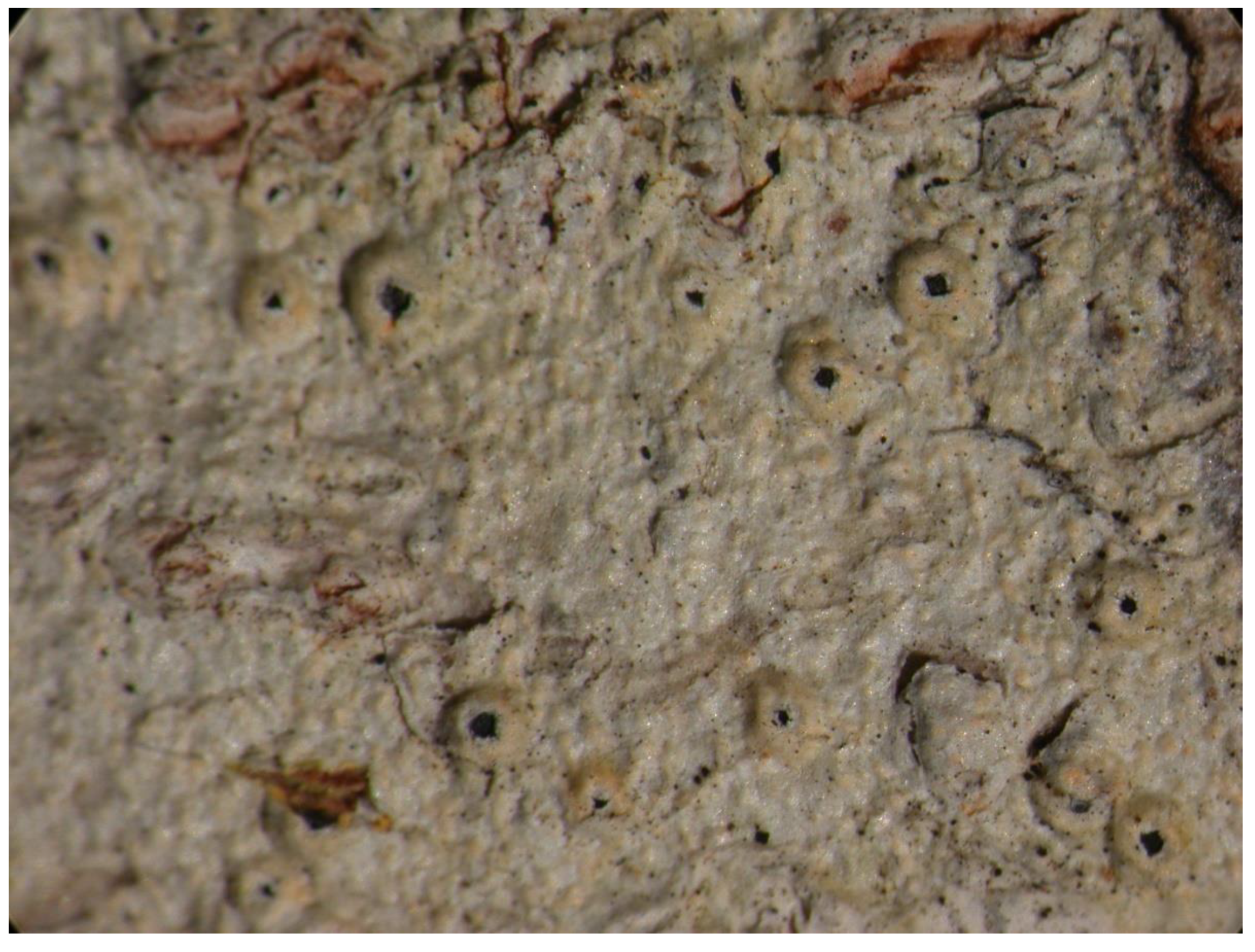 Preprints 73539 g019