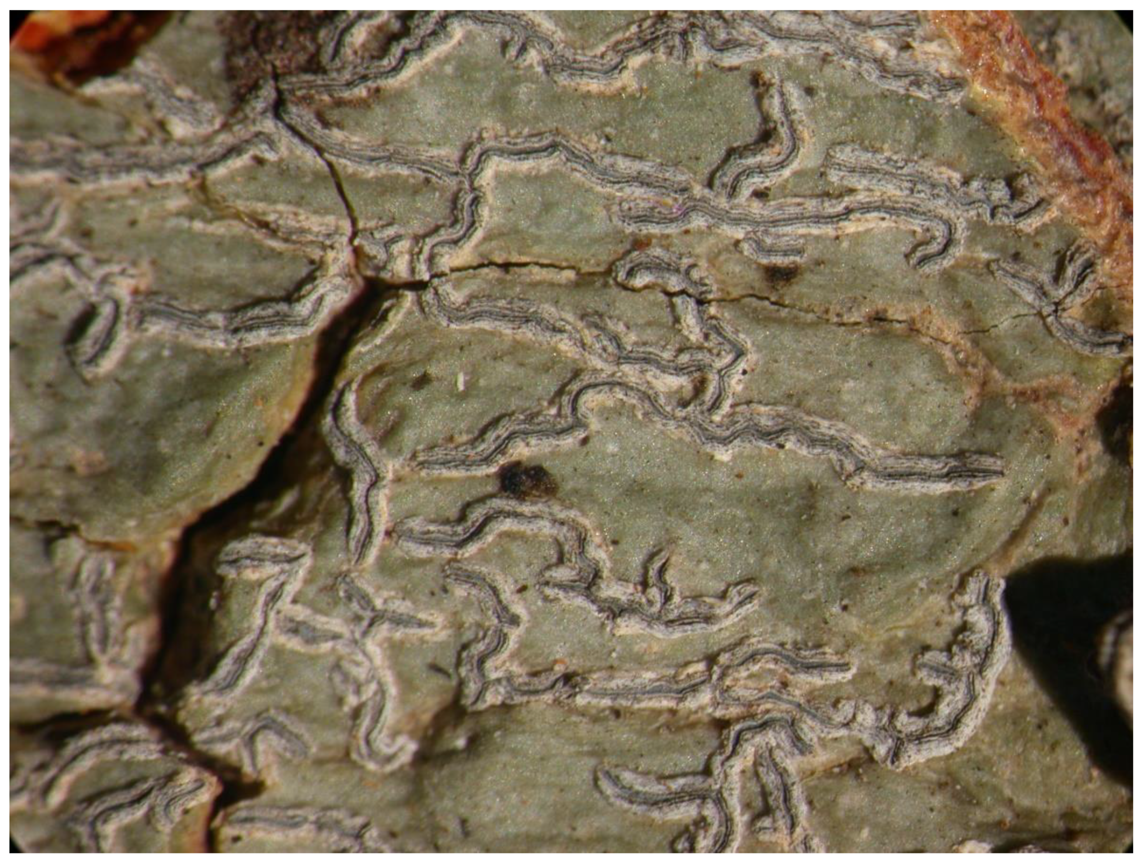 Preprints 73539 g021