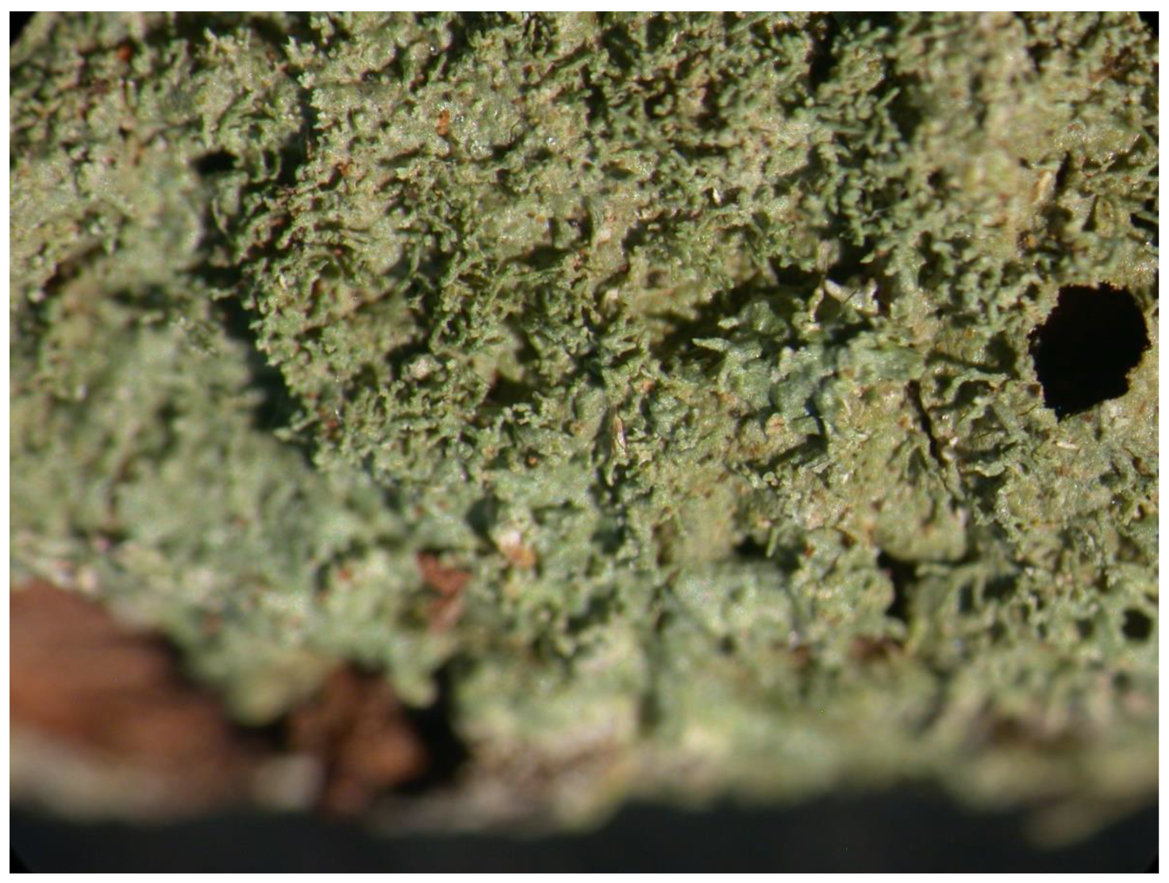 Preprints 73539 g022