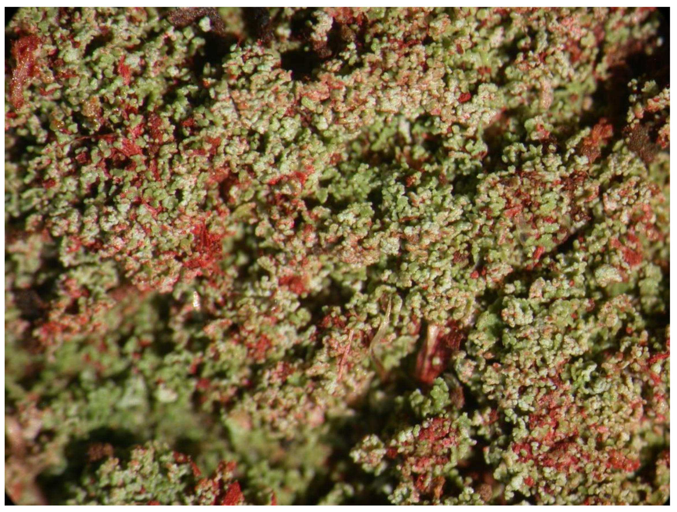 Preprints 73539 g024