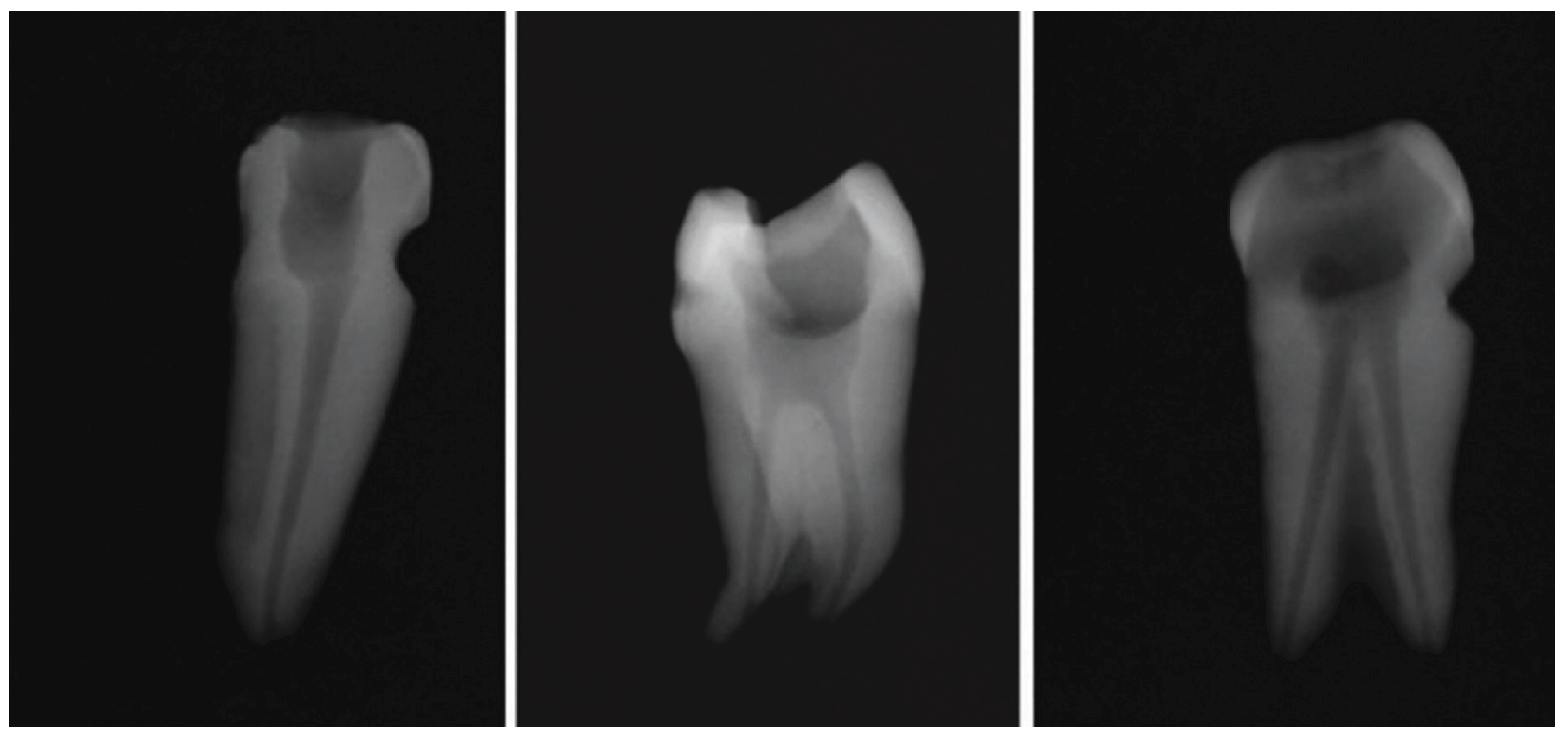 Preprints 146062 g001