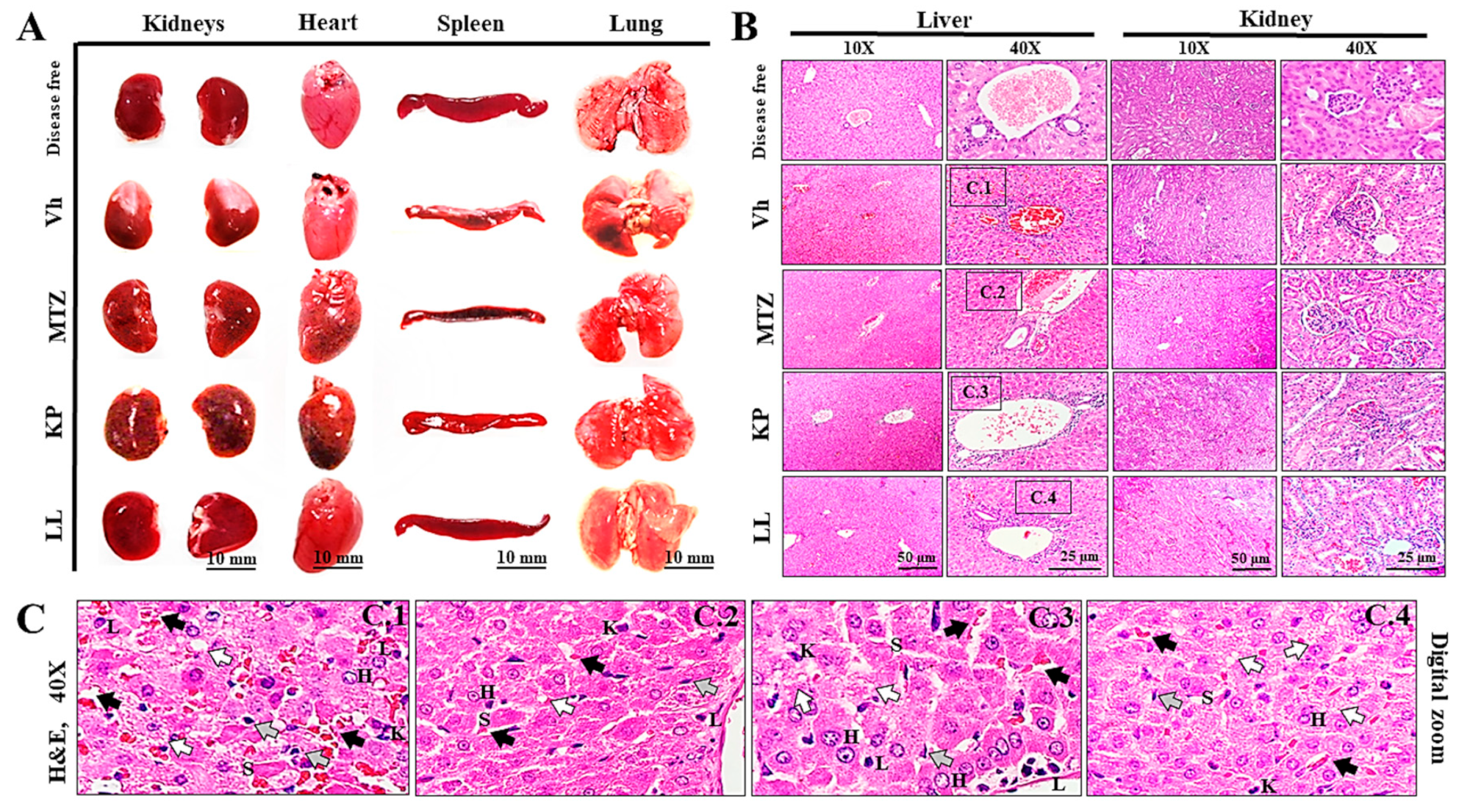 Preprints 111583 g003