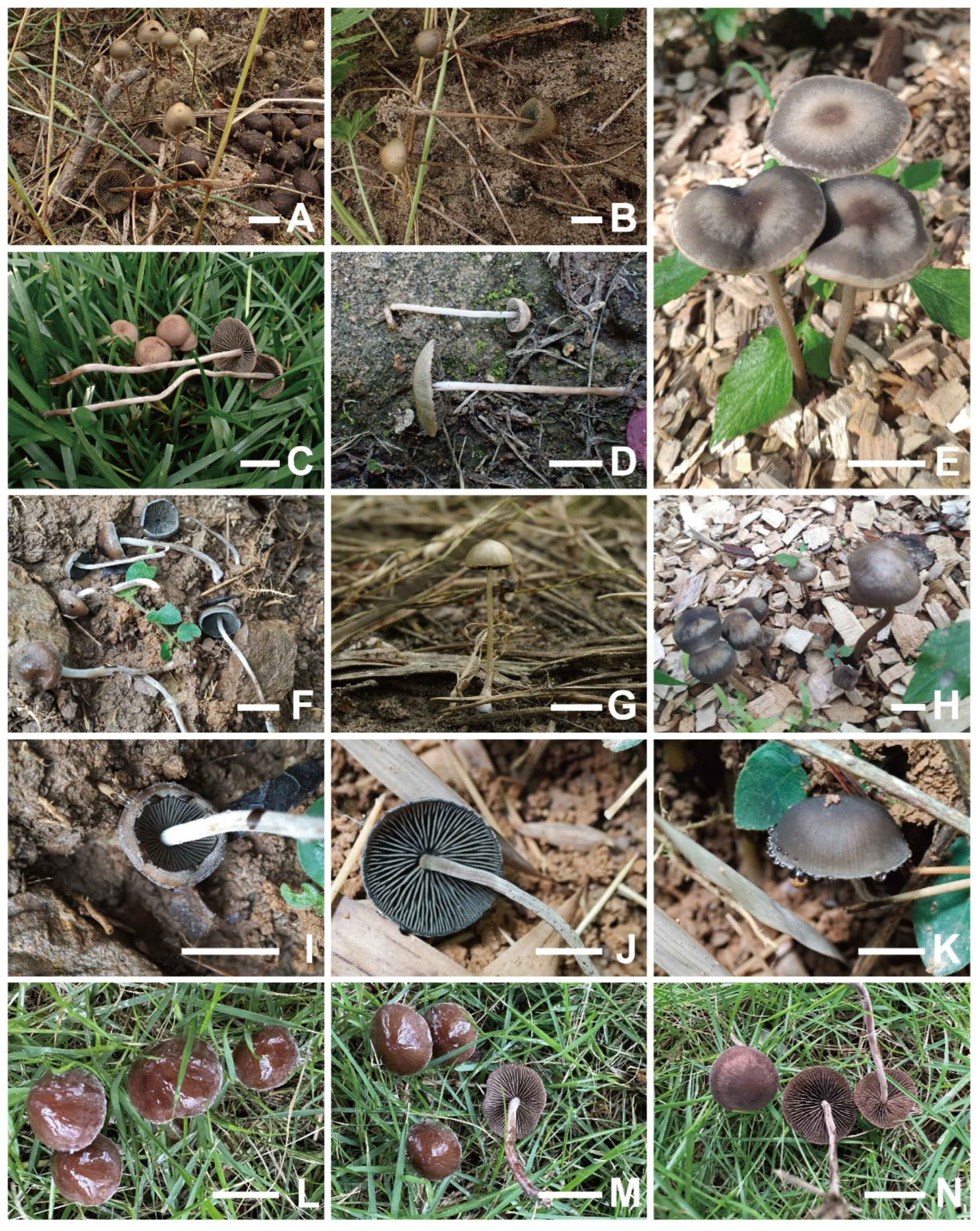 Preprints 197343 g001