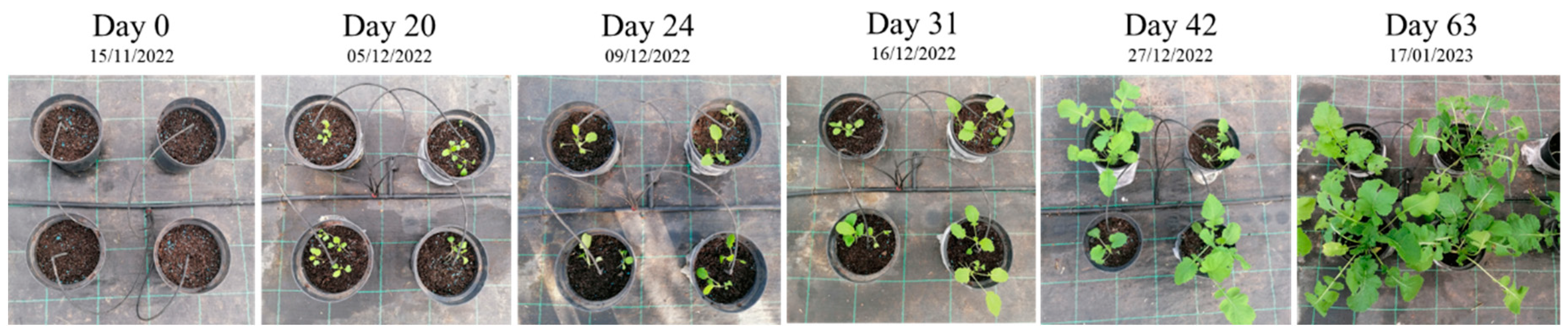 Preprints 84312 g003