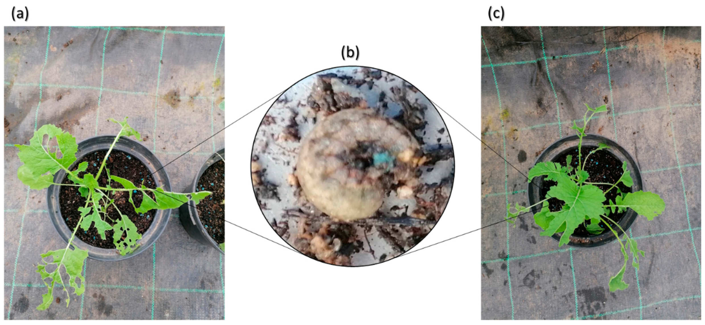 Preprints 84312 g004