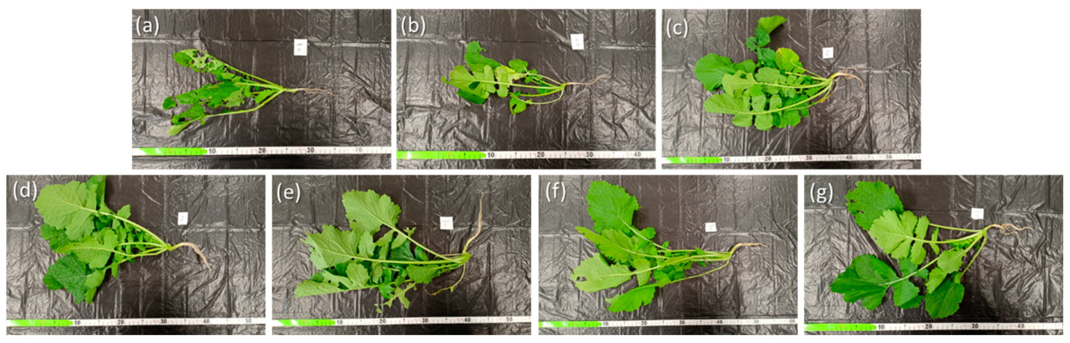 Preprints 84312 g006