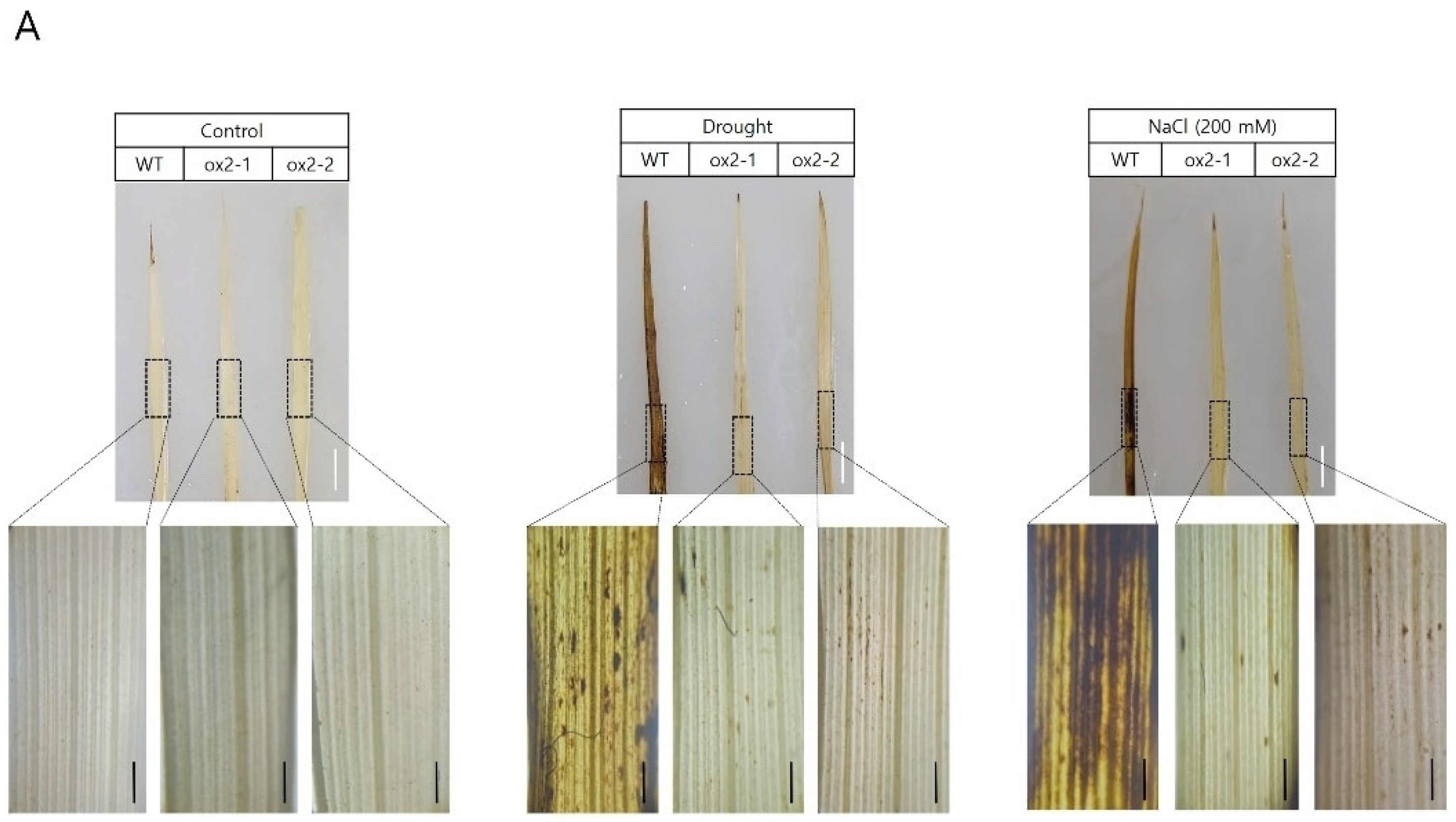 Preprints 164238 g003a