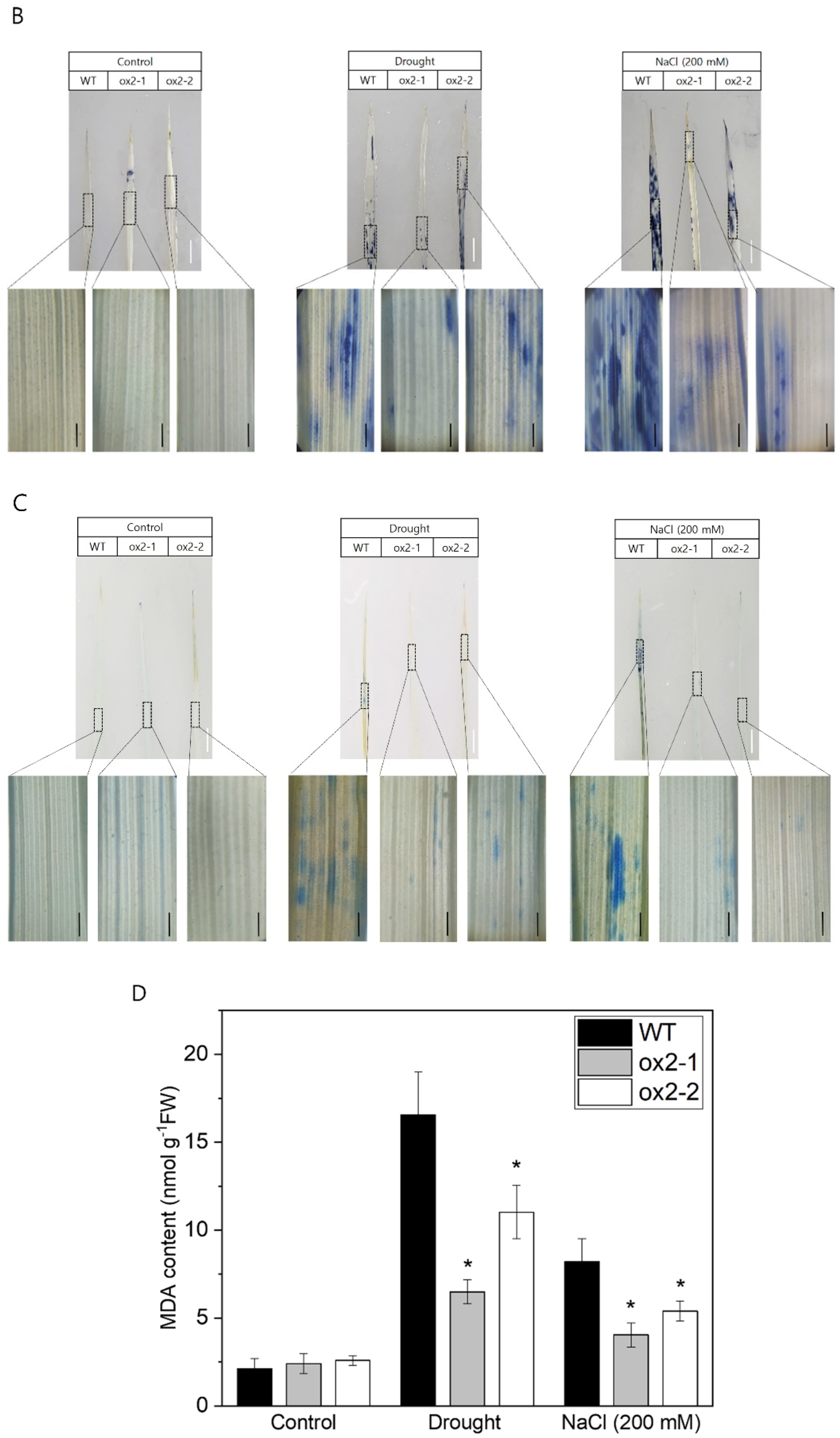 Preprints 164238 g003b