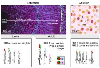 Preprints 149916 i002