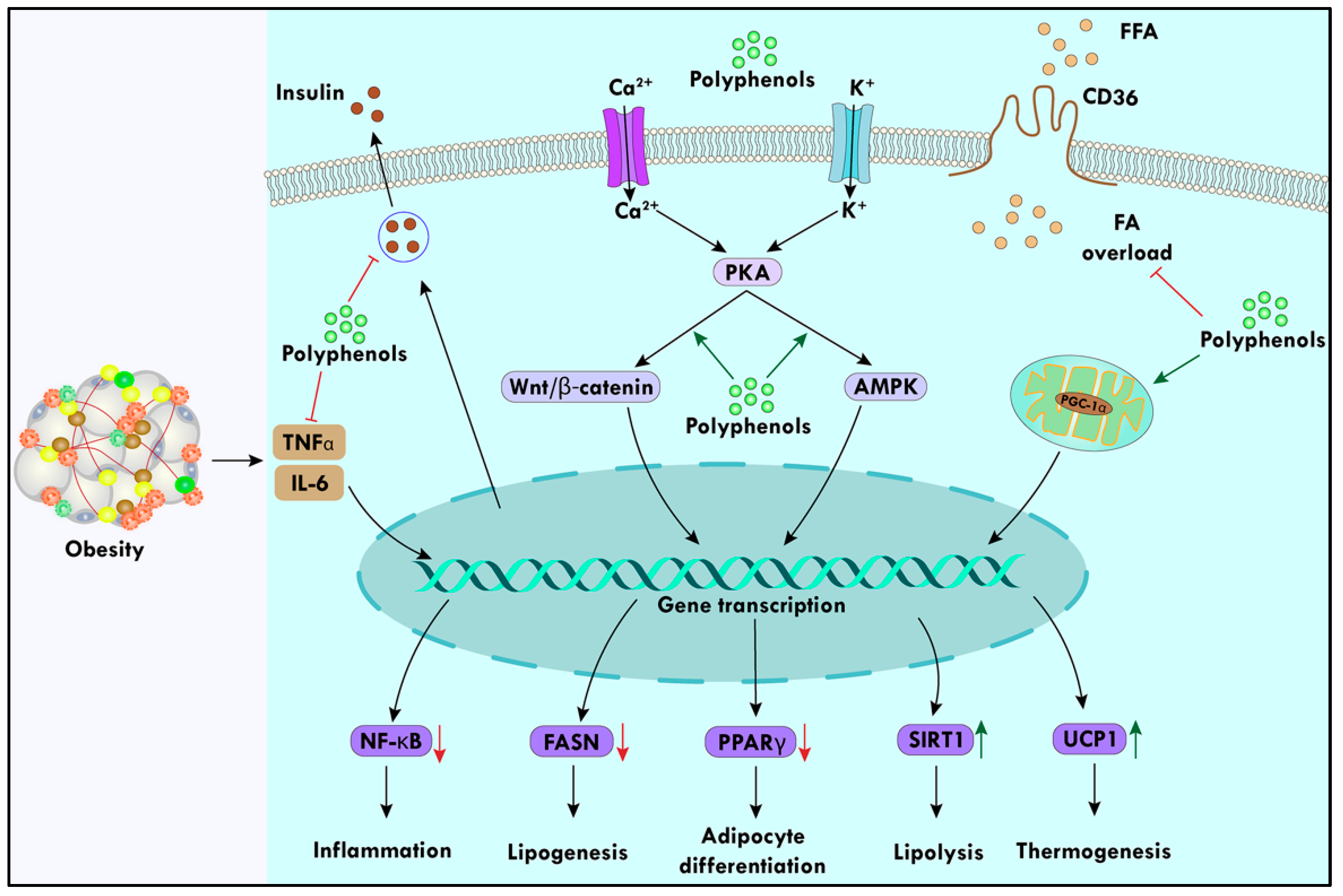 Preprints 96052 g001