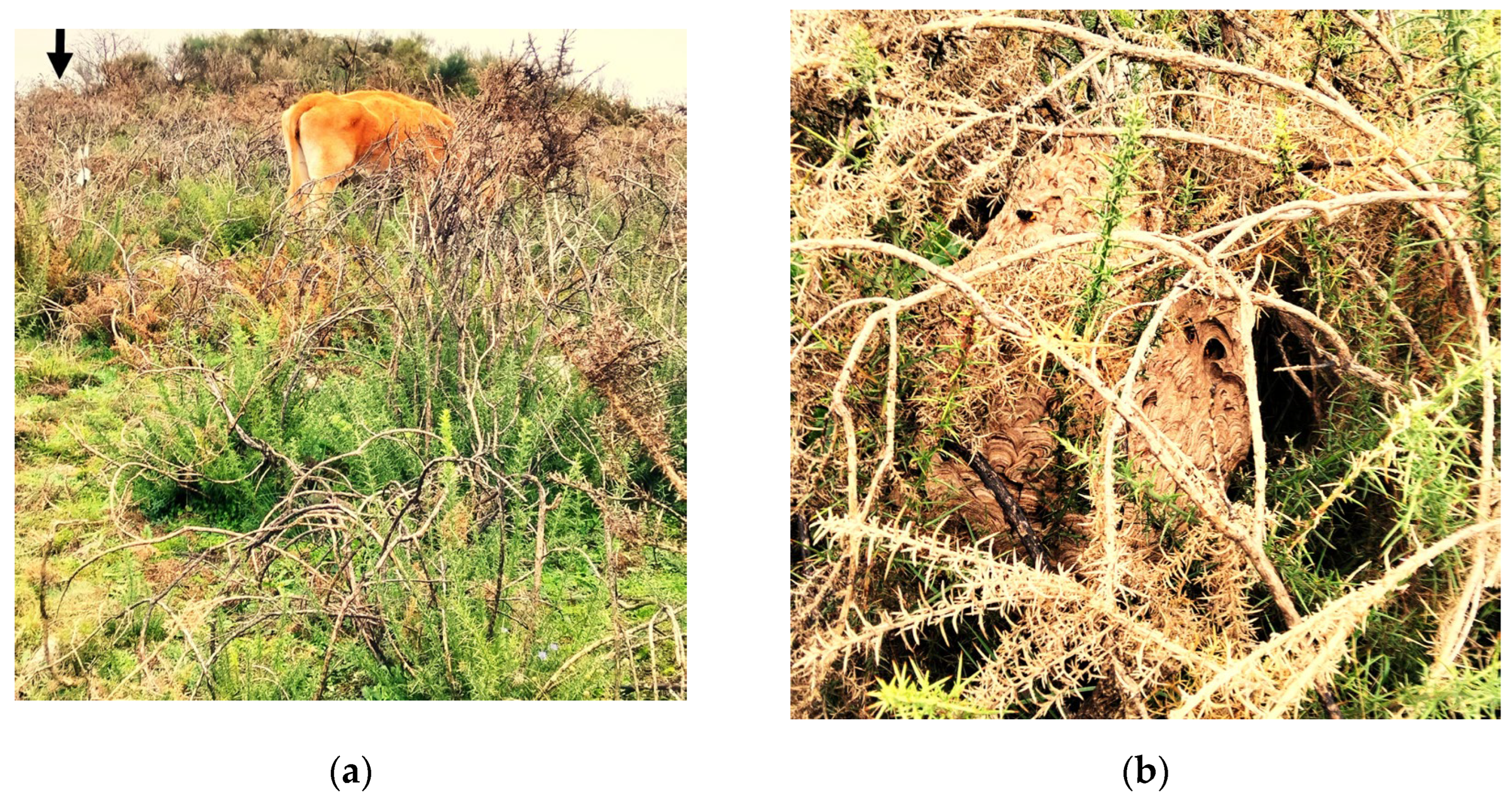 Preprints 142262 g001