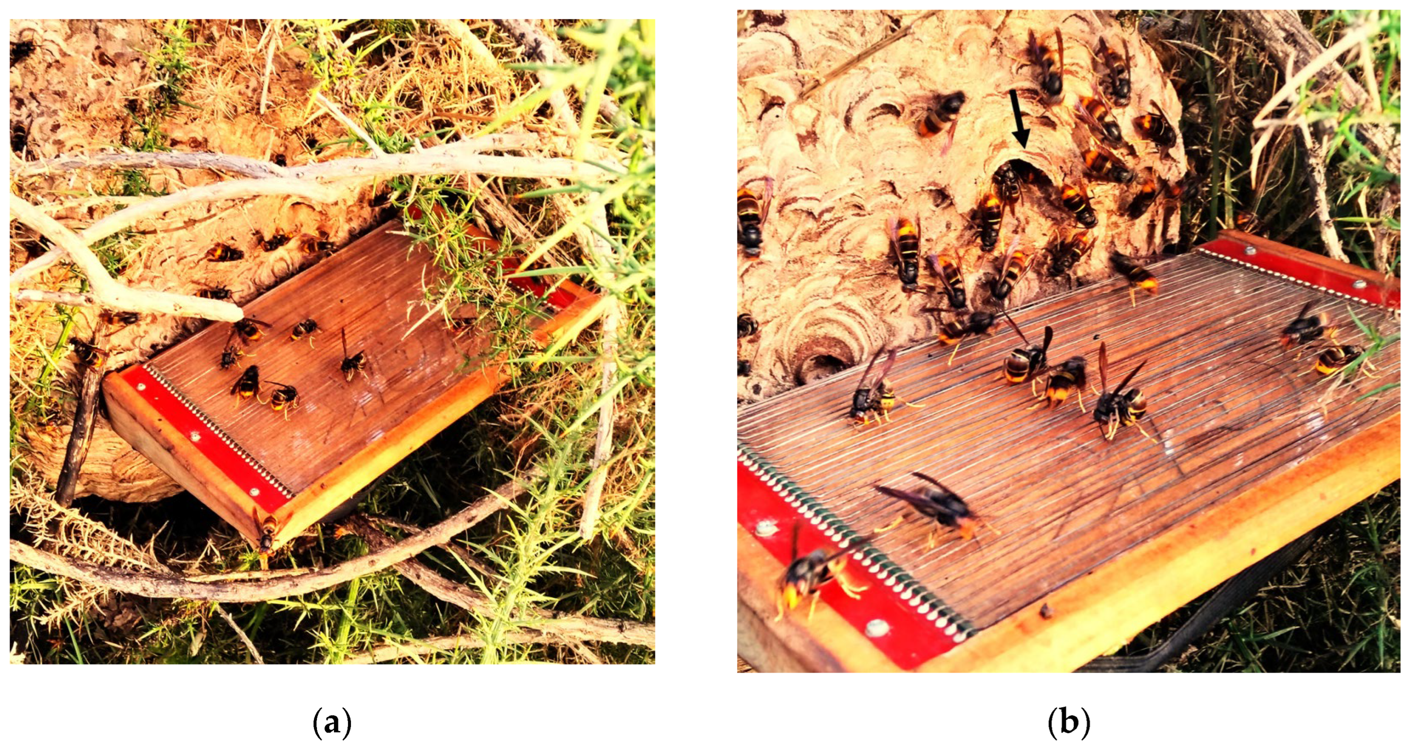 Preprints 142262 g002