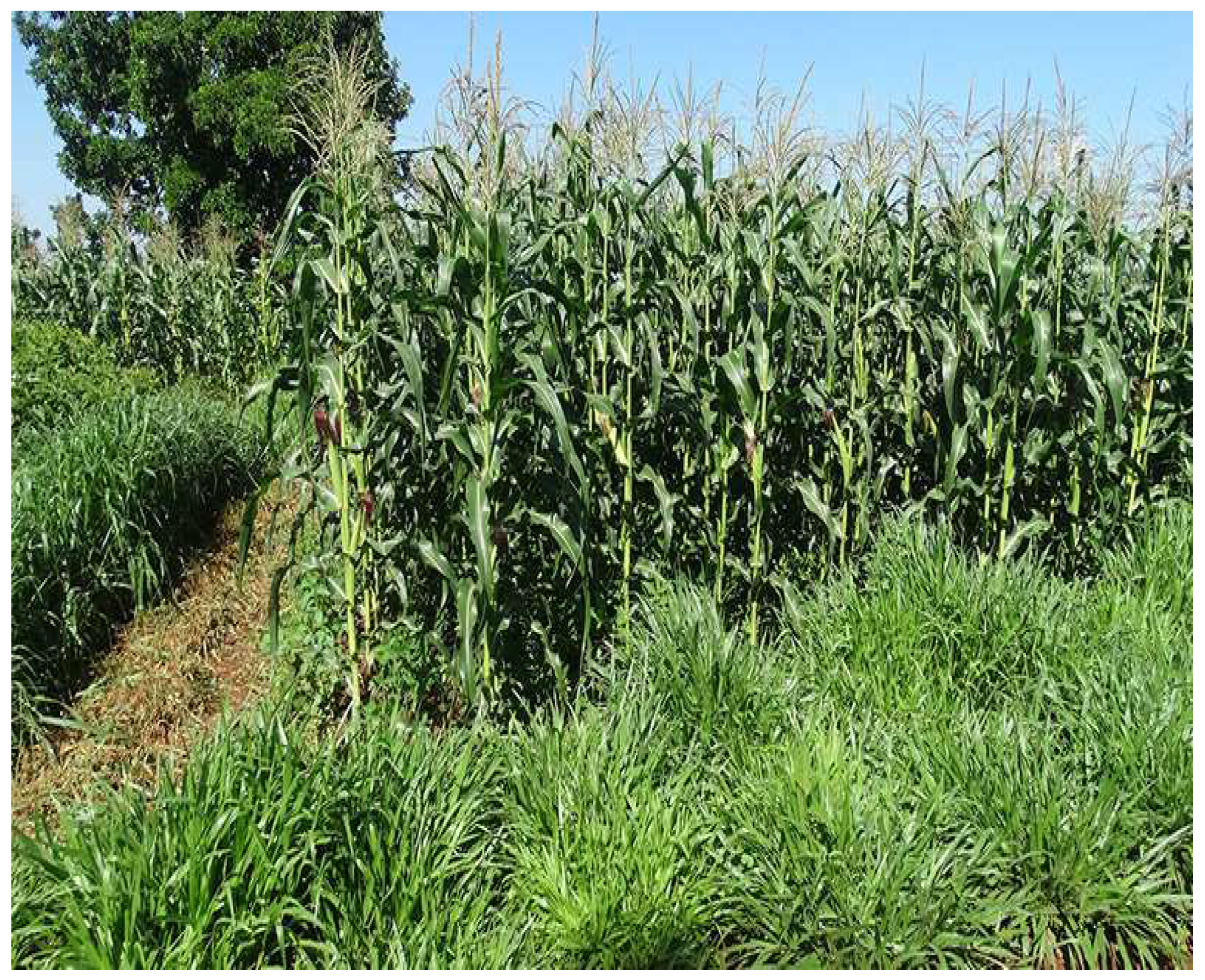 Preprints 148260 g002