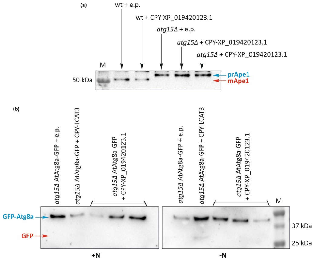 Preprints 235203 g006 Preprints 235203 g006