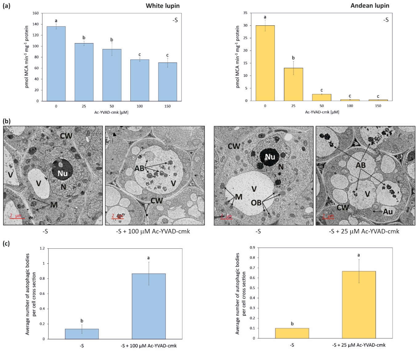 Preprints 235203 g008 Preprints 235203 g008
