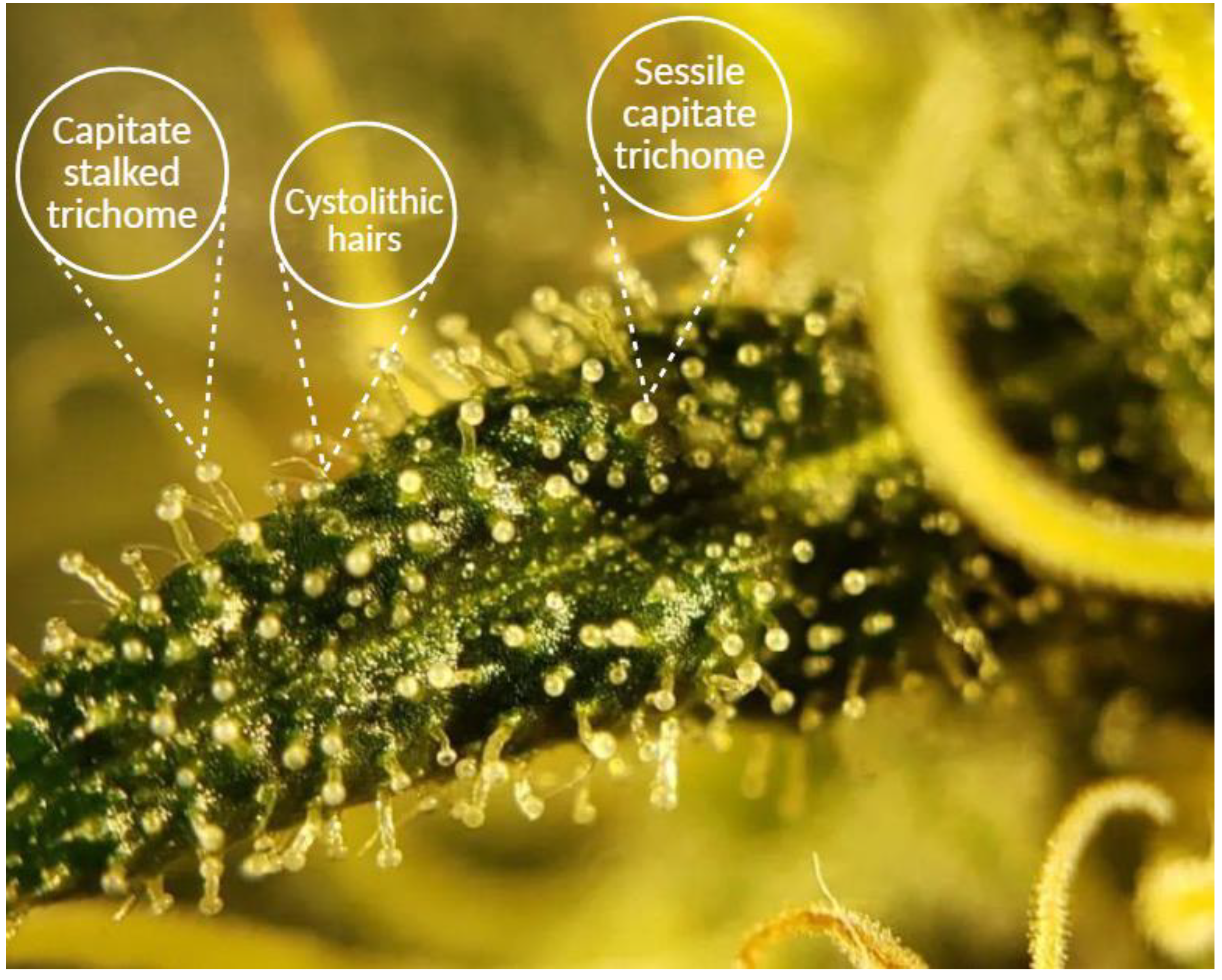 Preprints 157792 g001