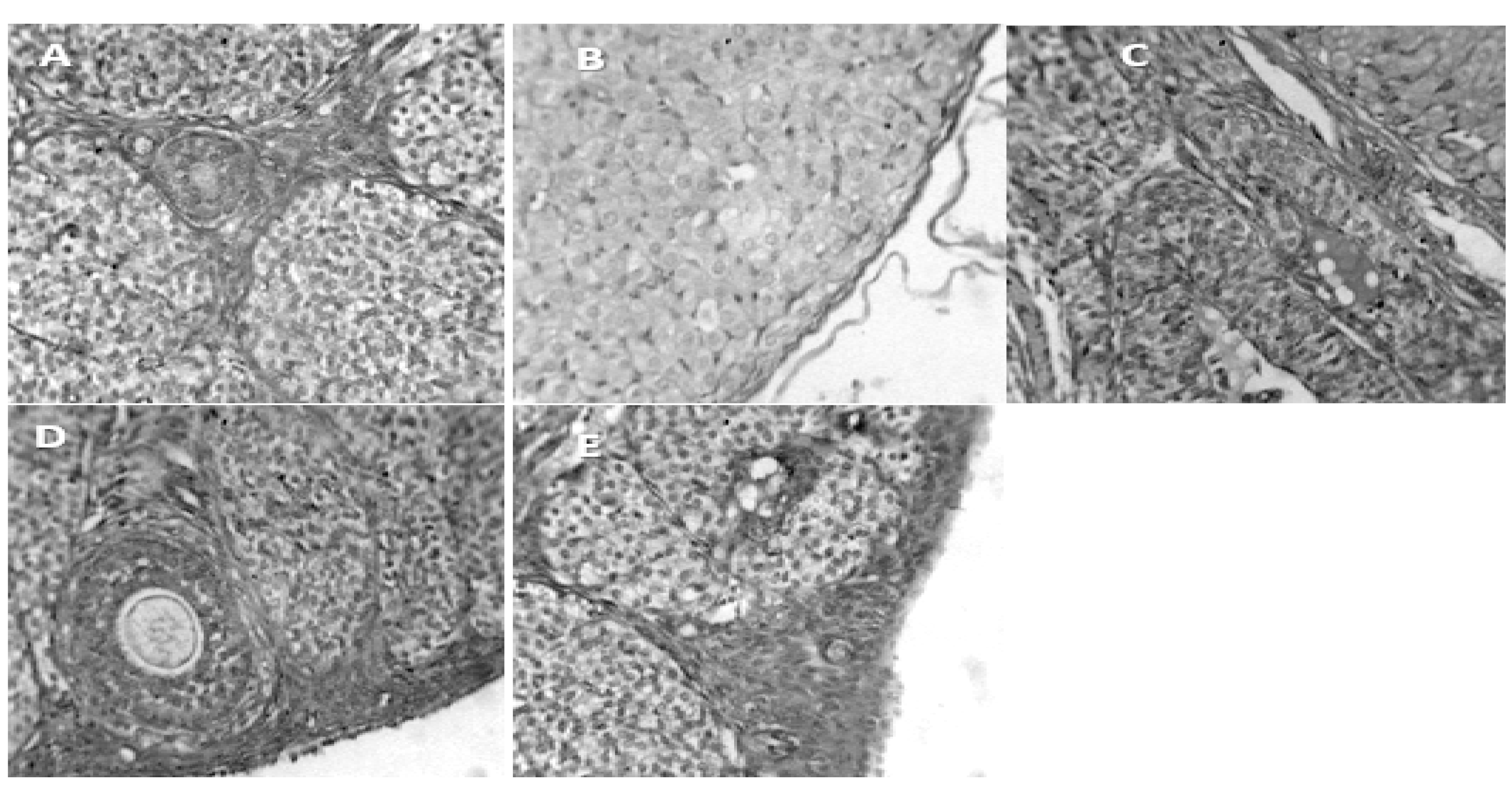 Preprints 115196 g002