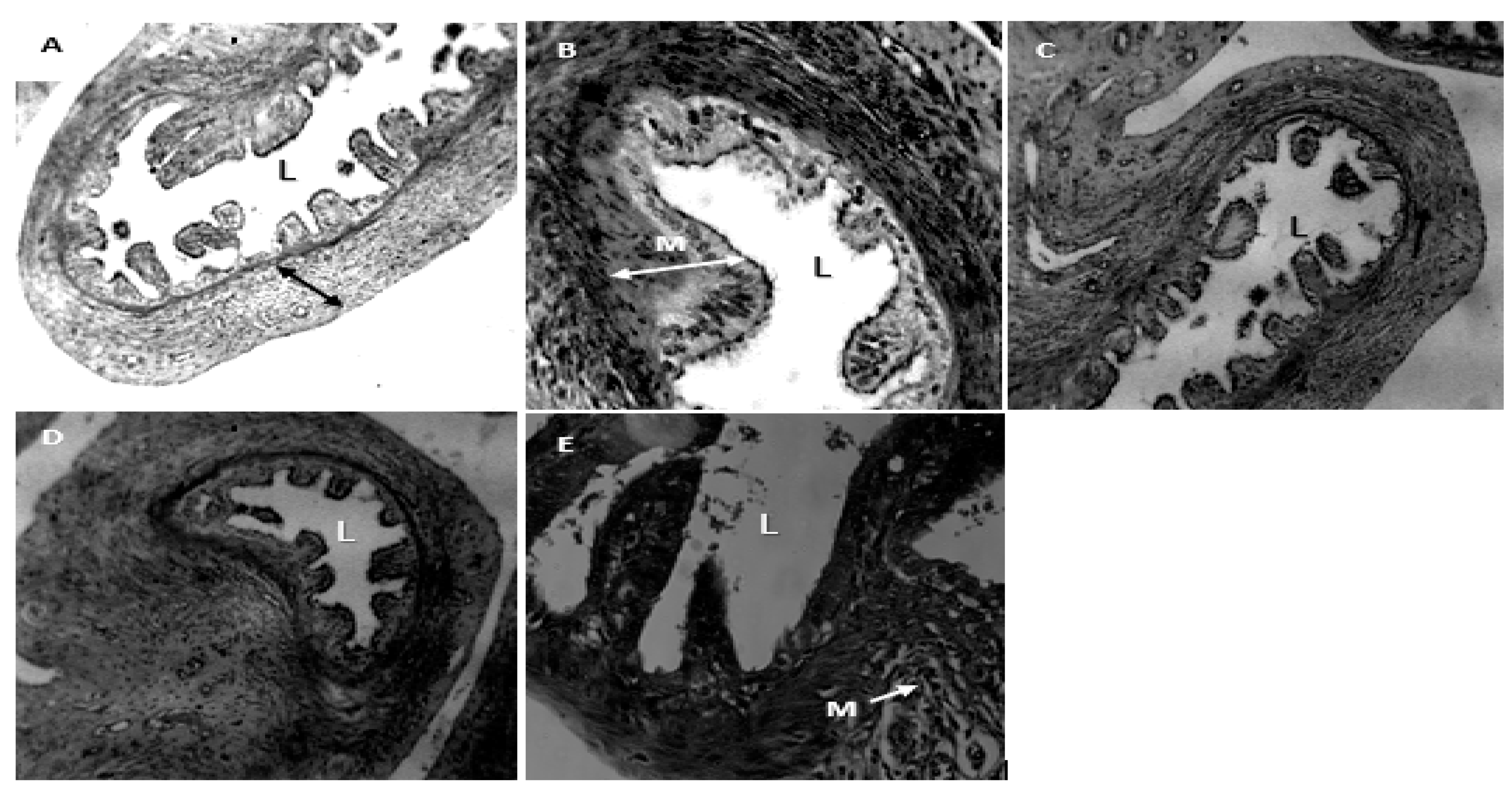 Preprints 115196 g003