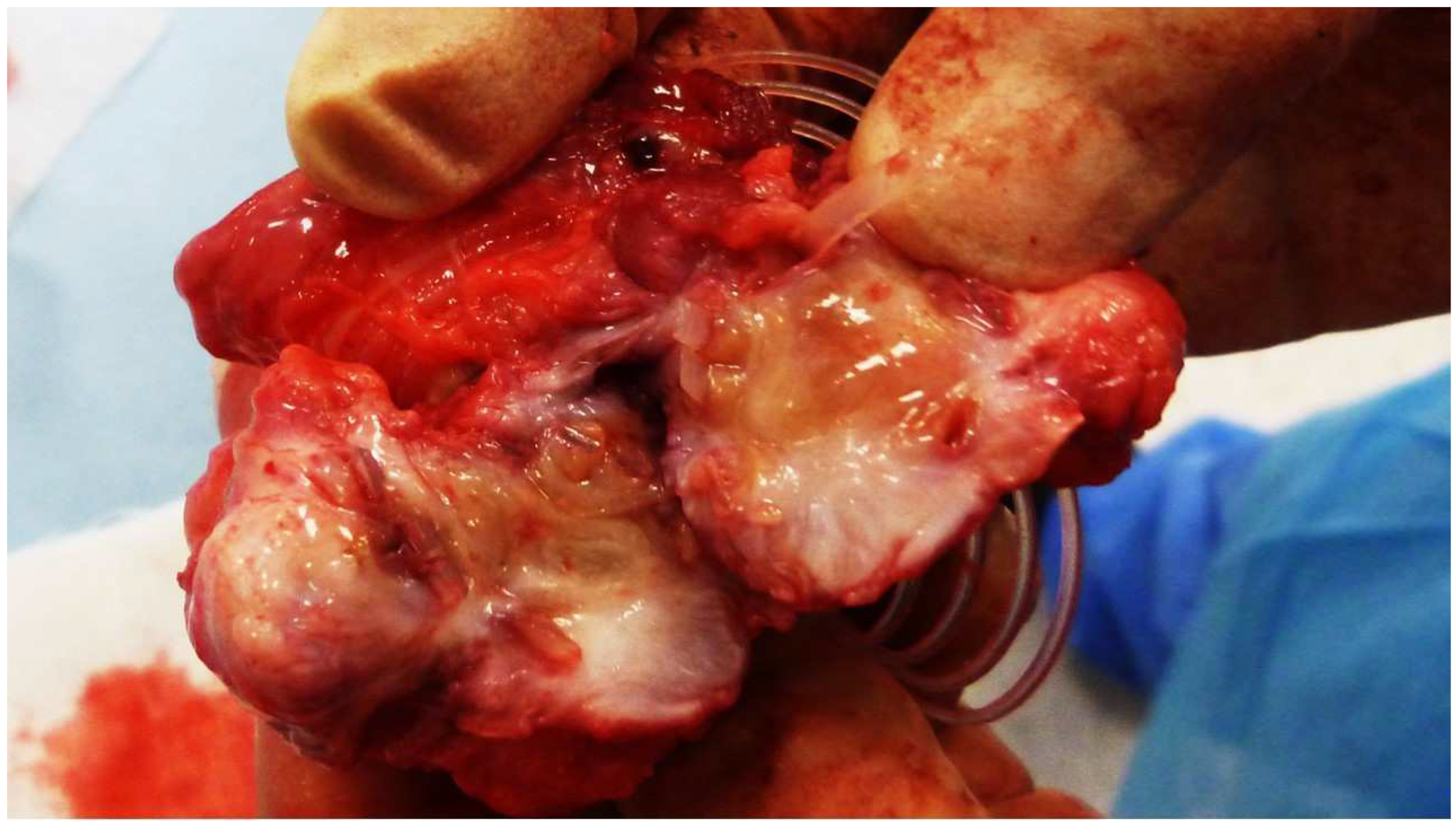 Preprints 144372 g002