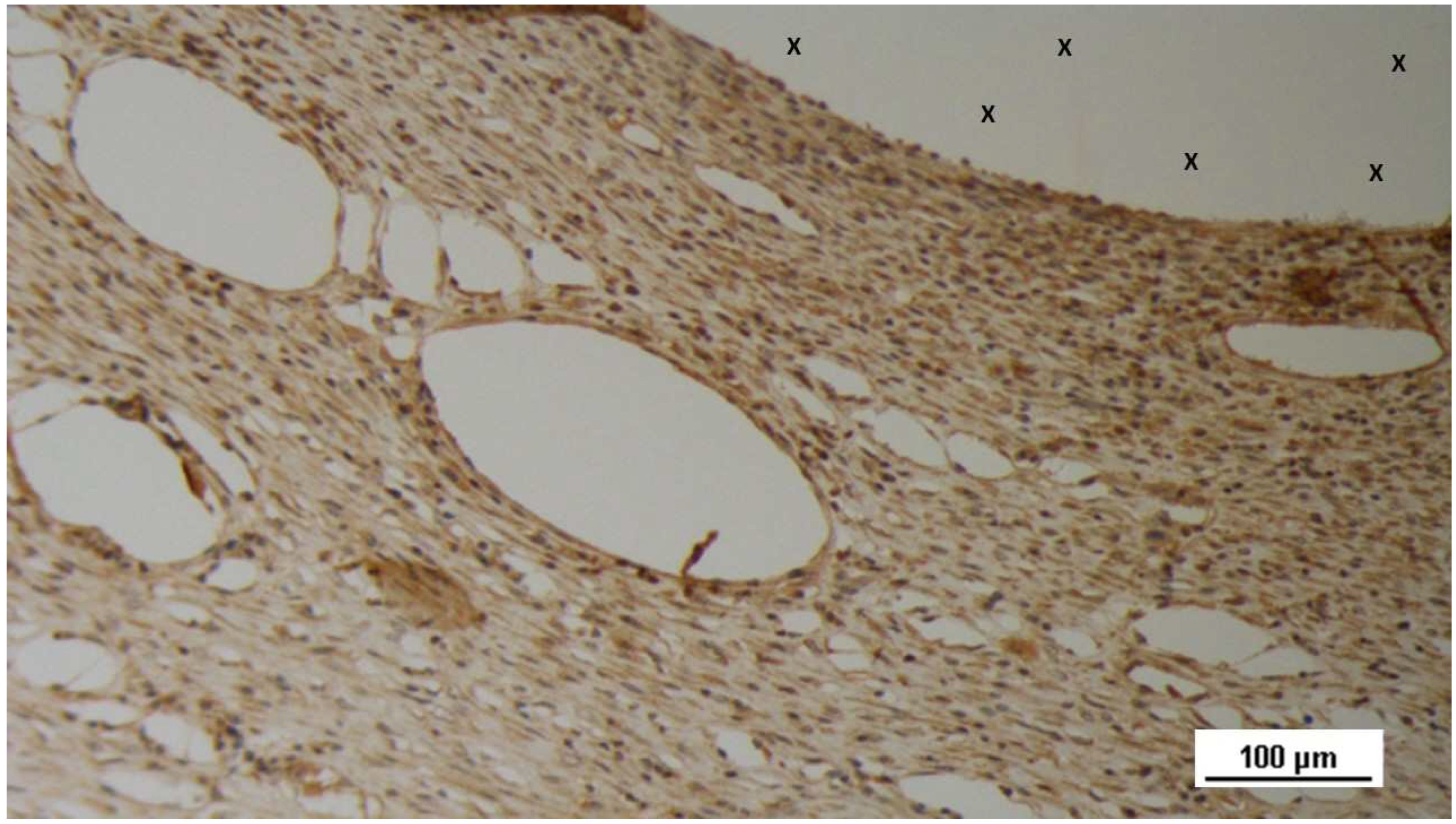 Preprints 144372 g004