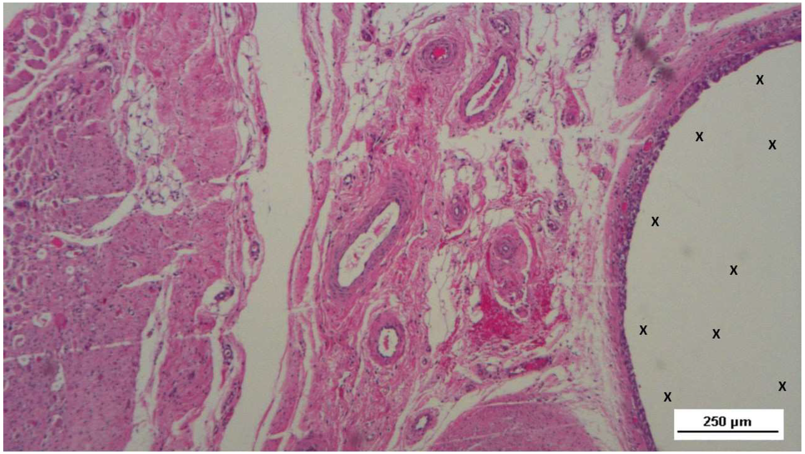 Preprints 144372 g007