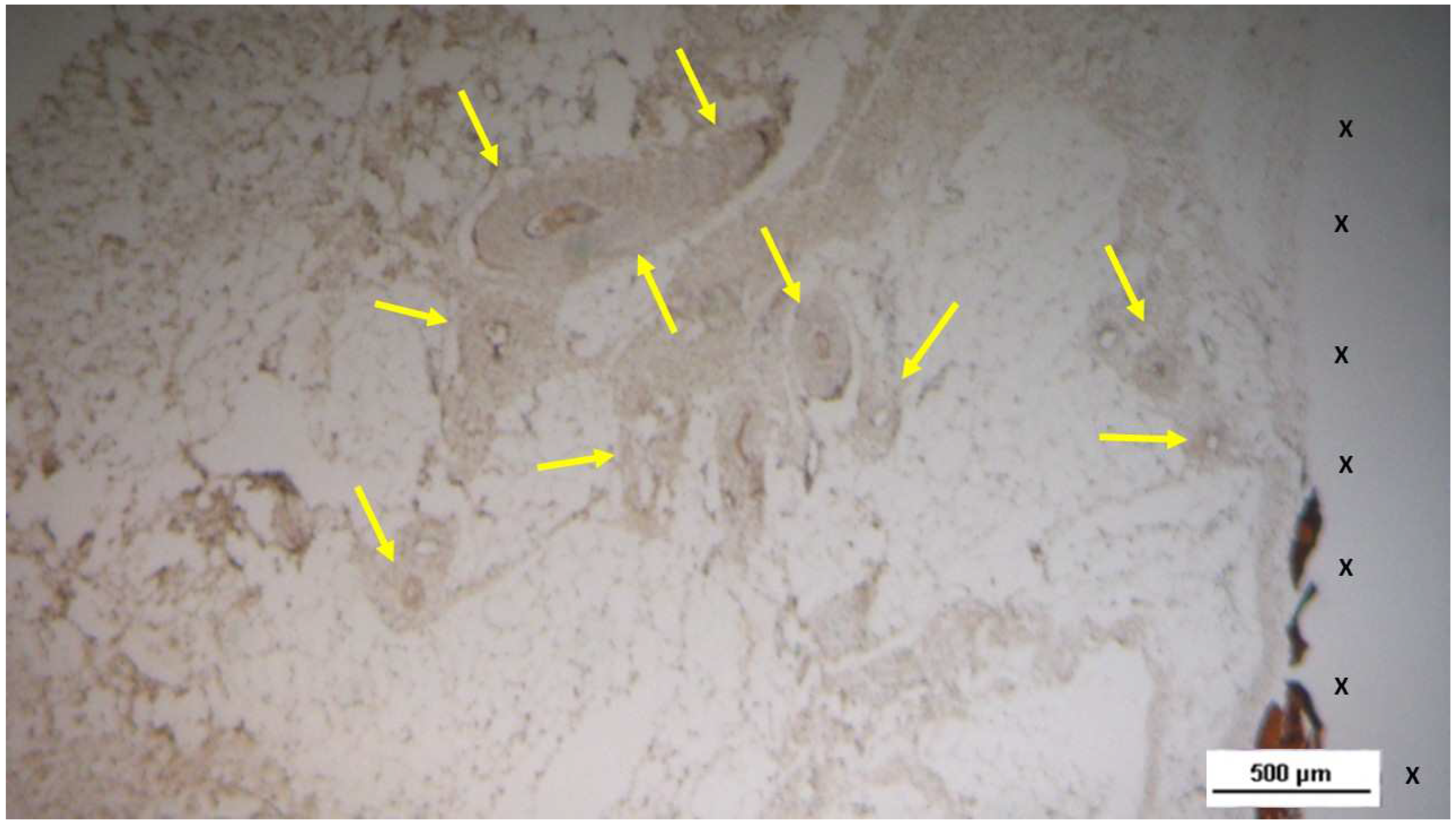 Preprints 144372 g008