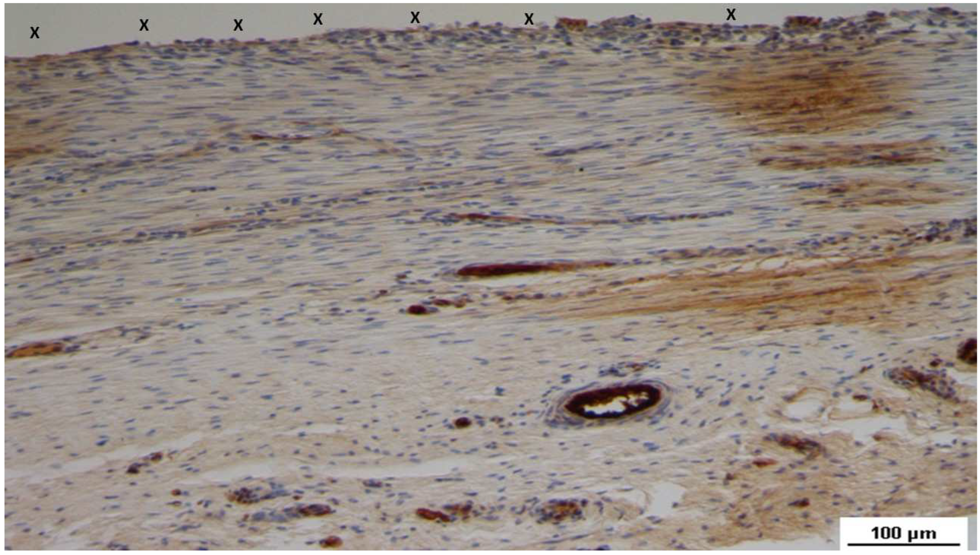 Preprints 144372 g009