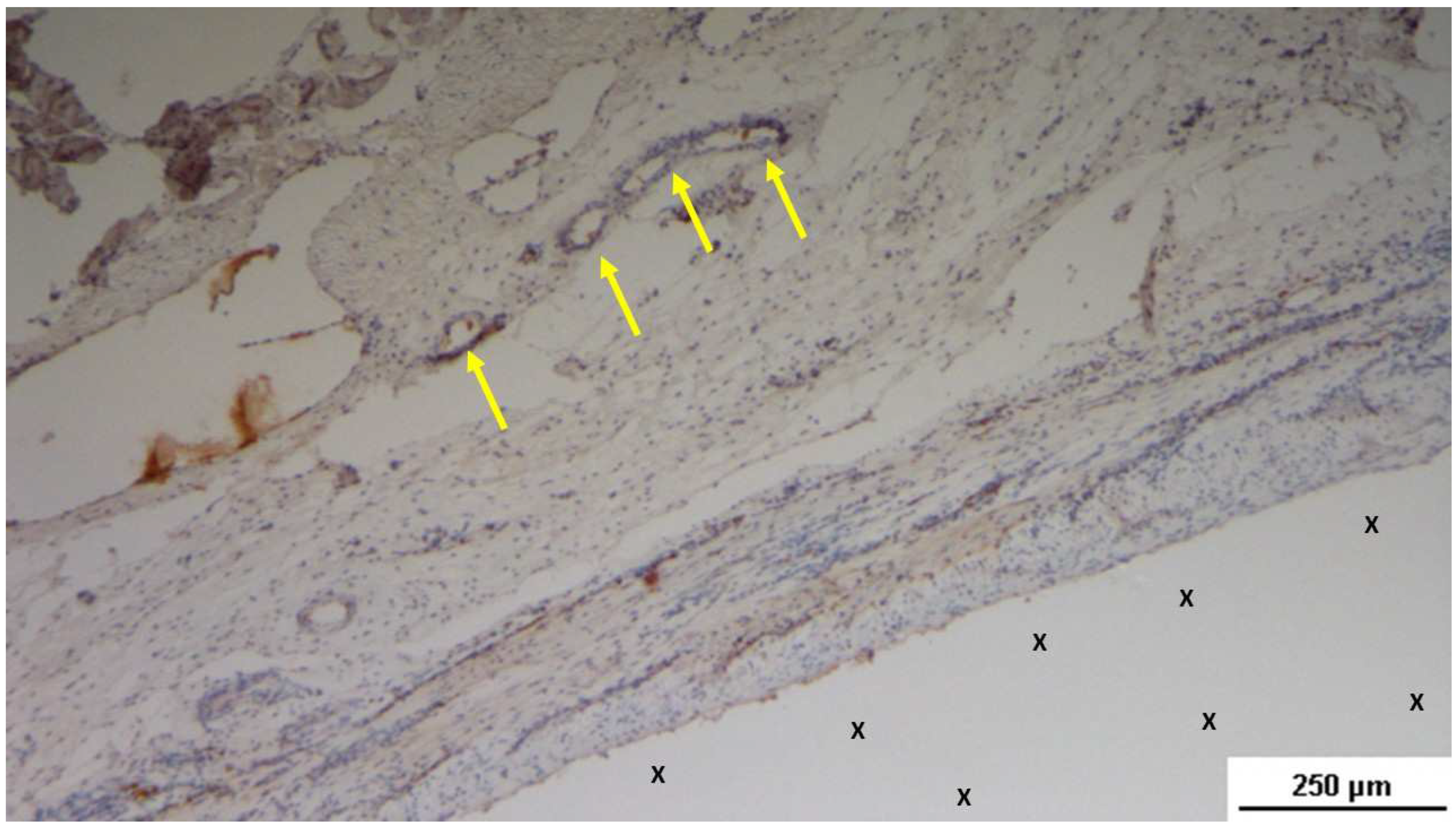 Preprints 144372 g010