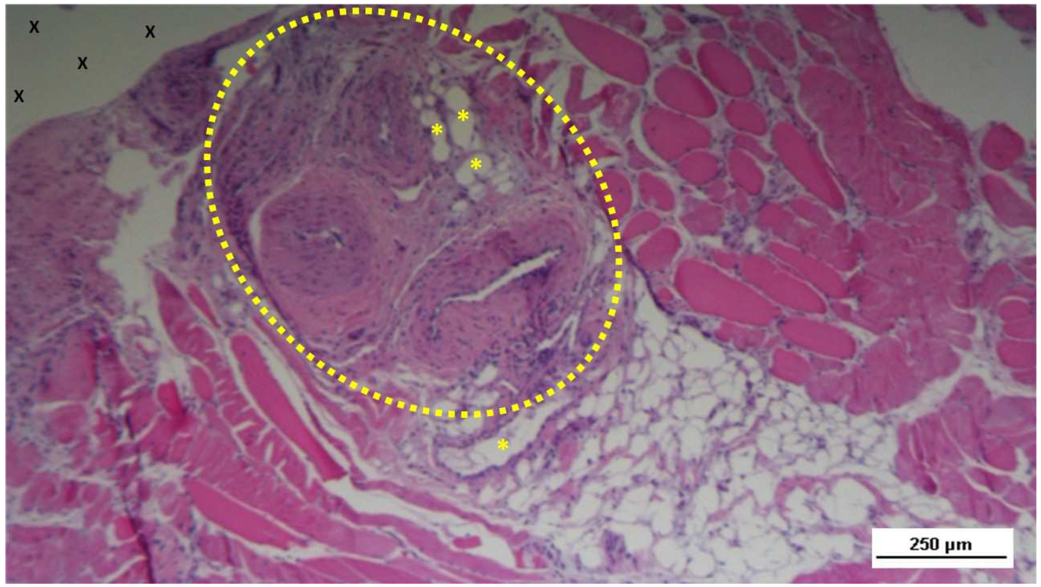 Preprints 144372 g011