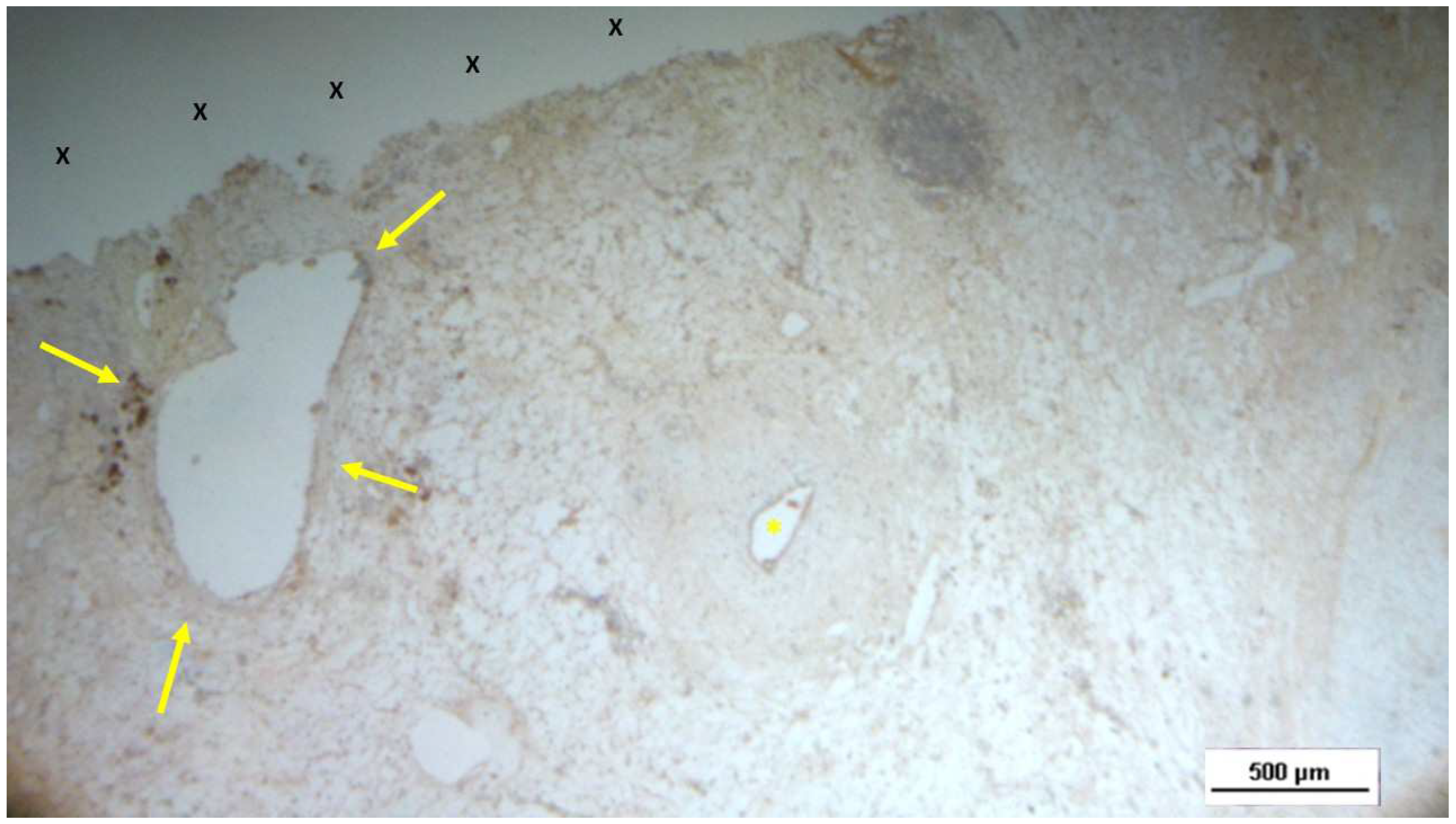 Preprints 144372 g012