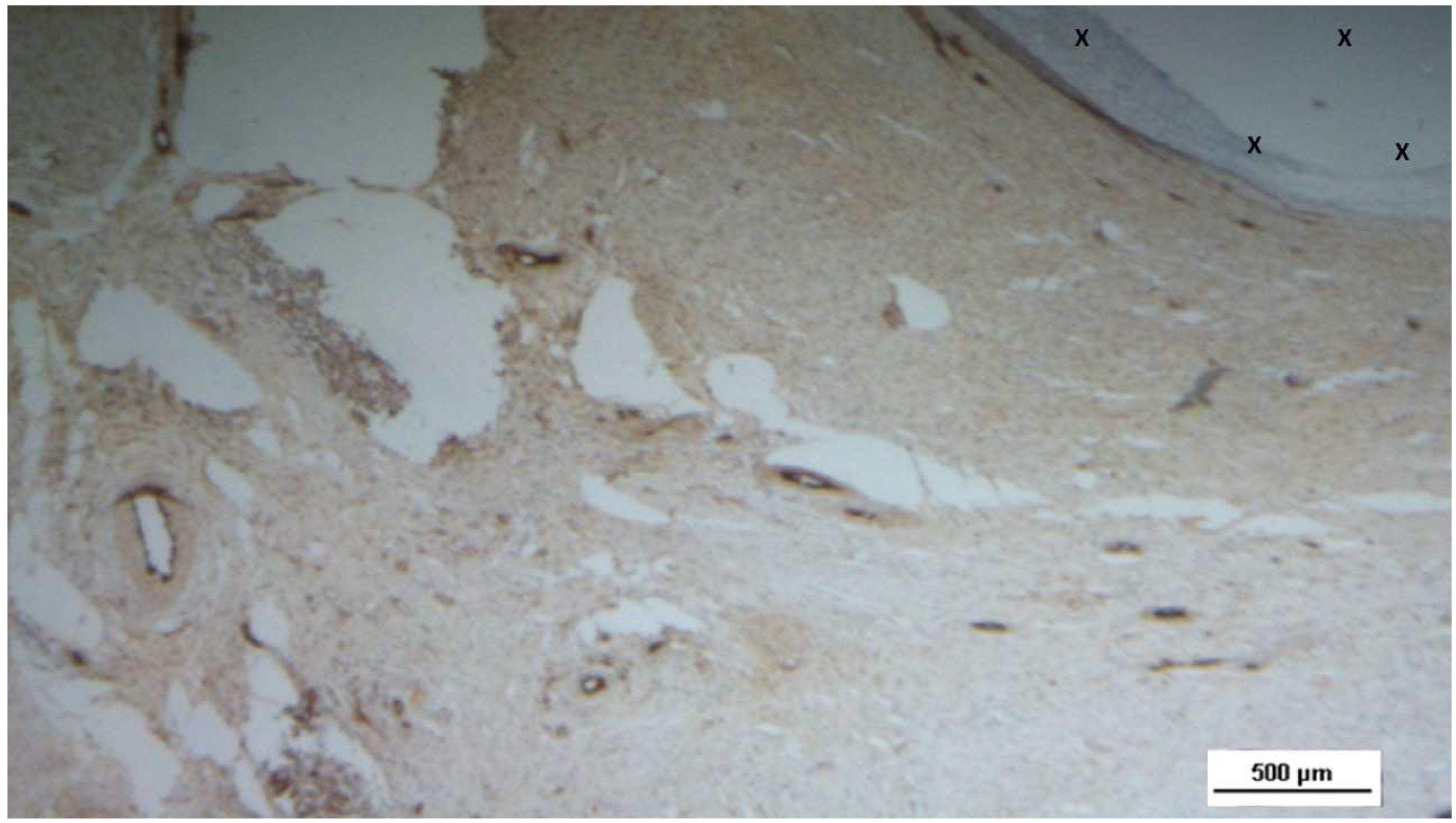 Preprints 144372 g013