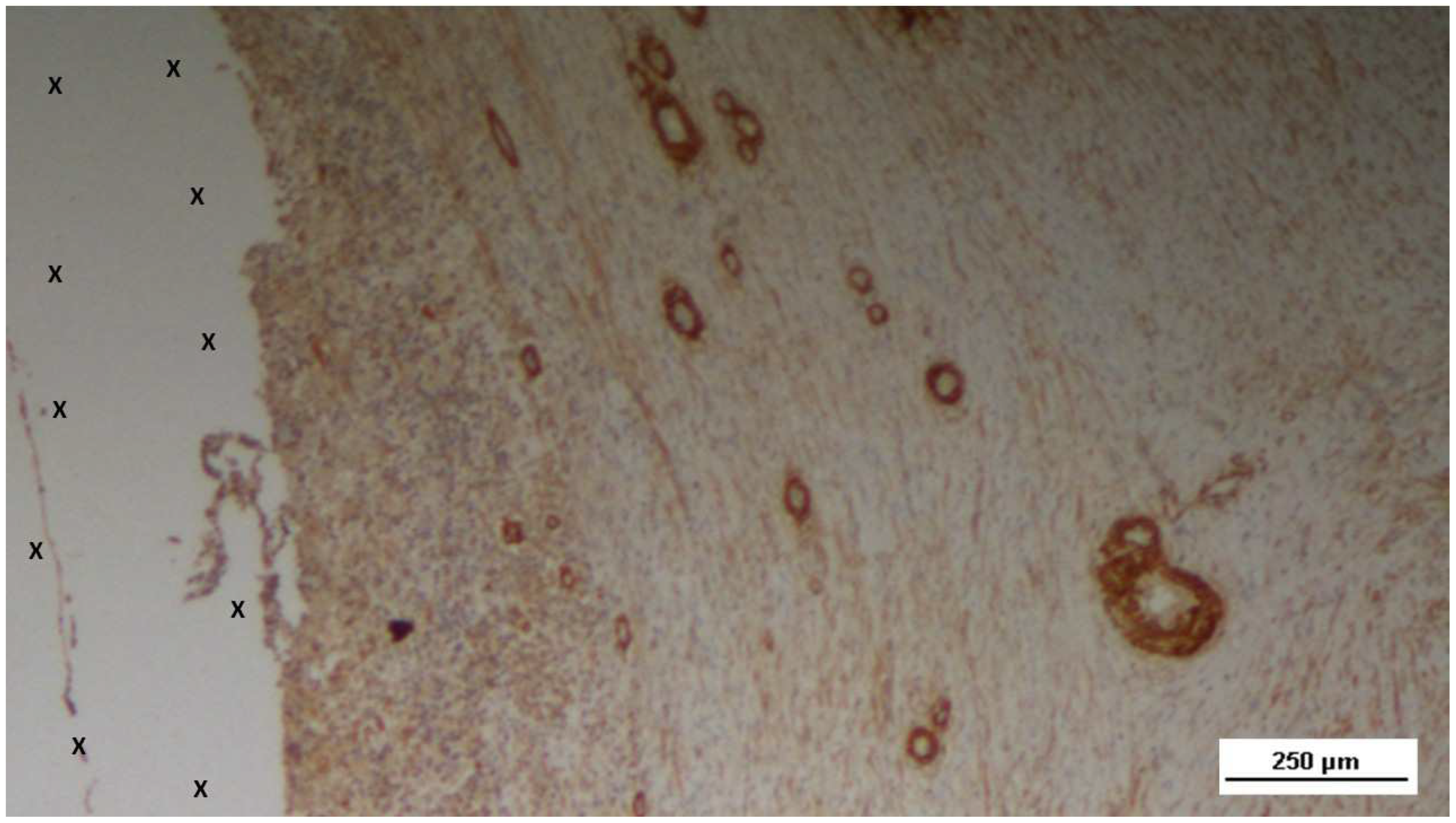 Preprints 144372 g014