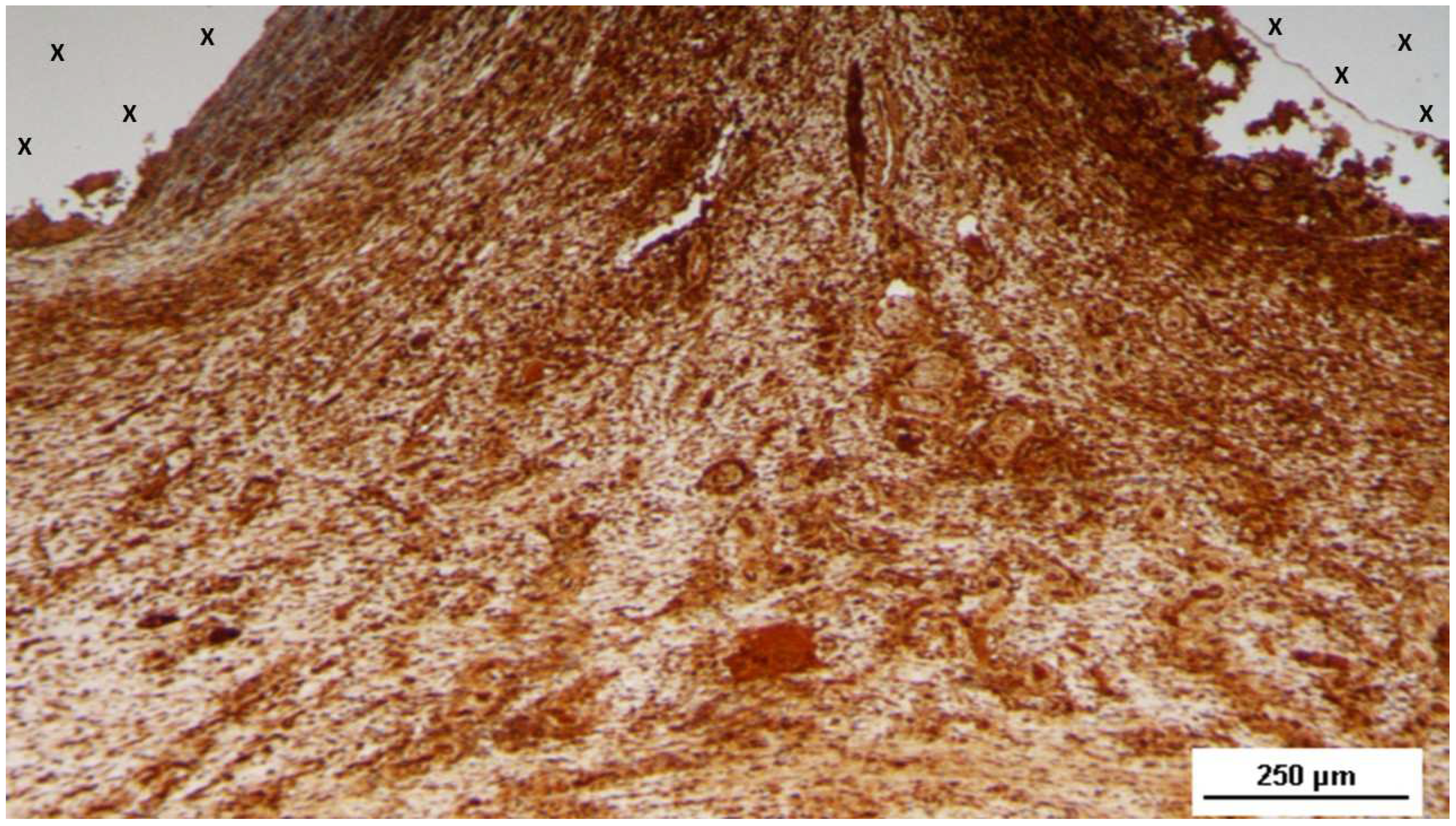 Preprints 144372 g015