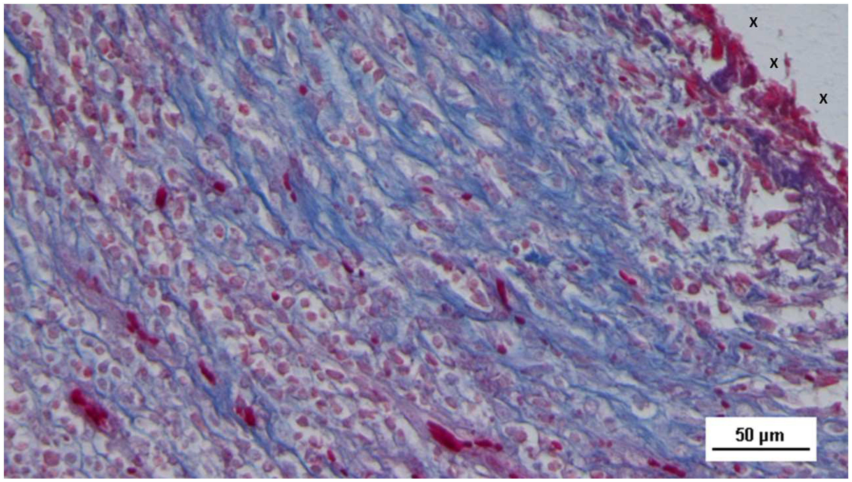 Preprints 144372 g016