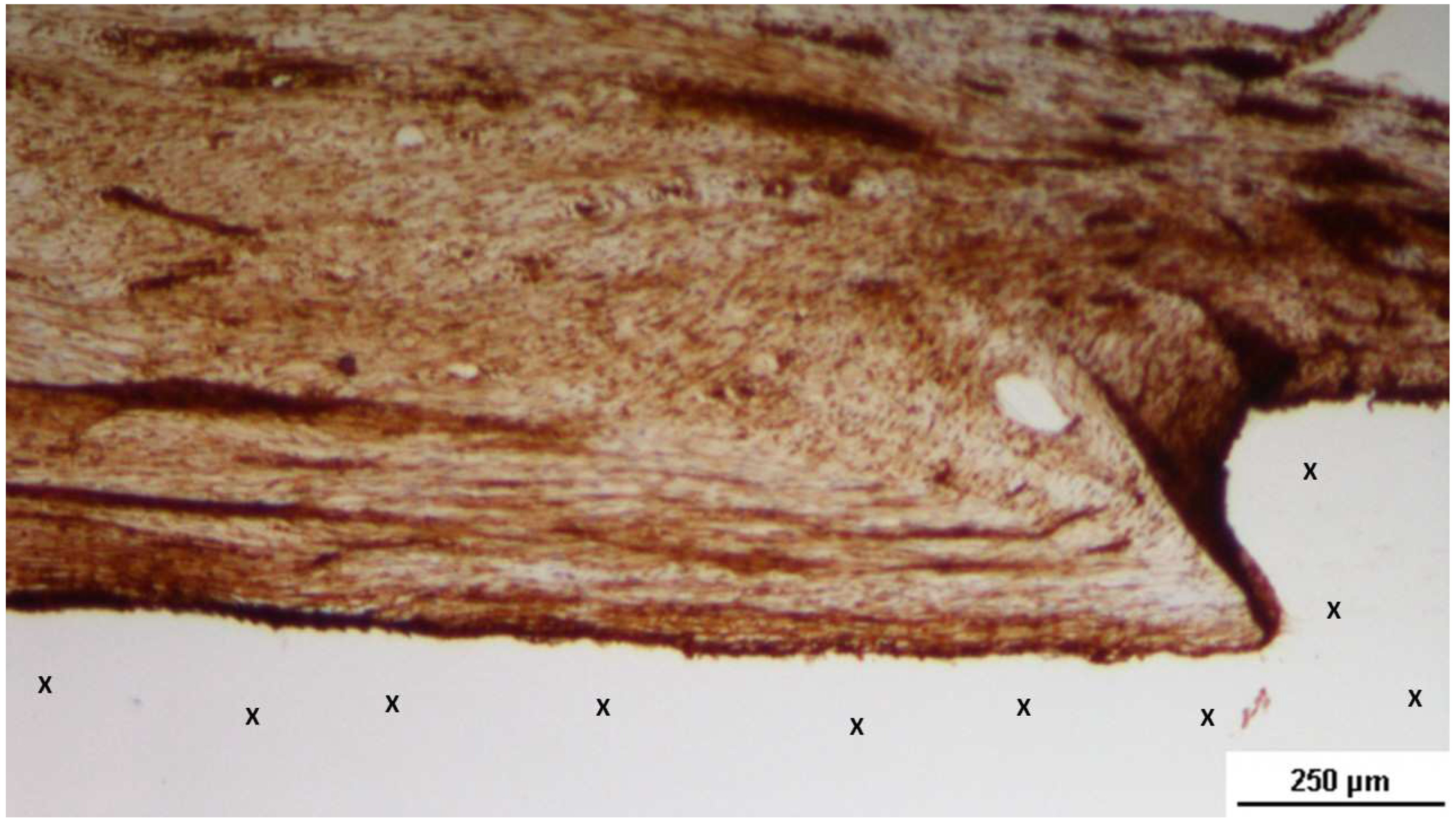 Preprints 144372 g017