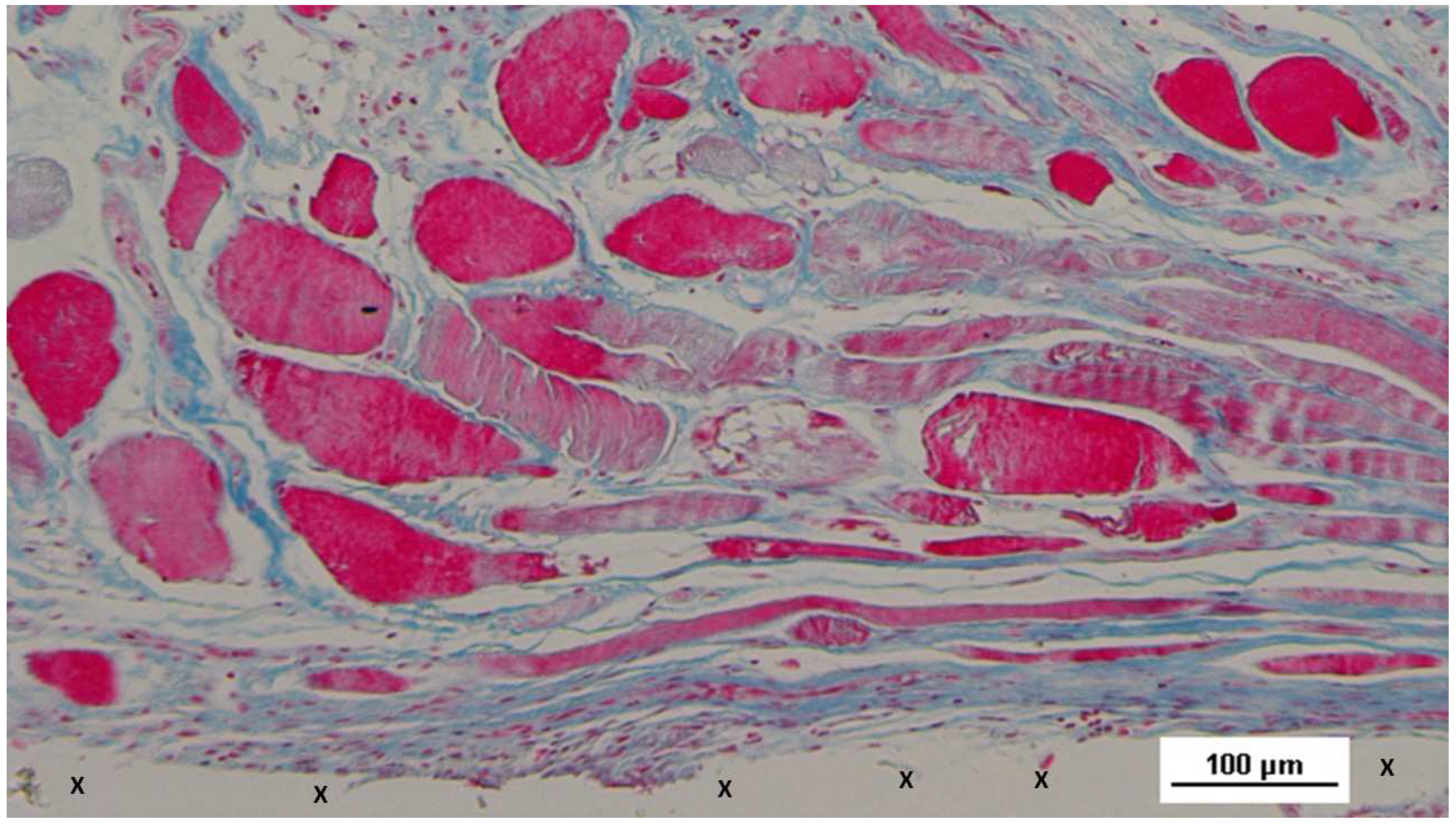 Preprints 144372 g018