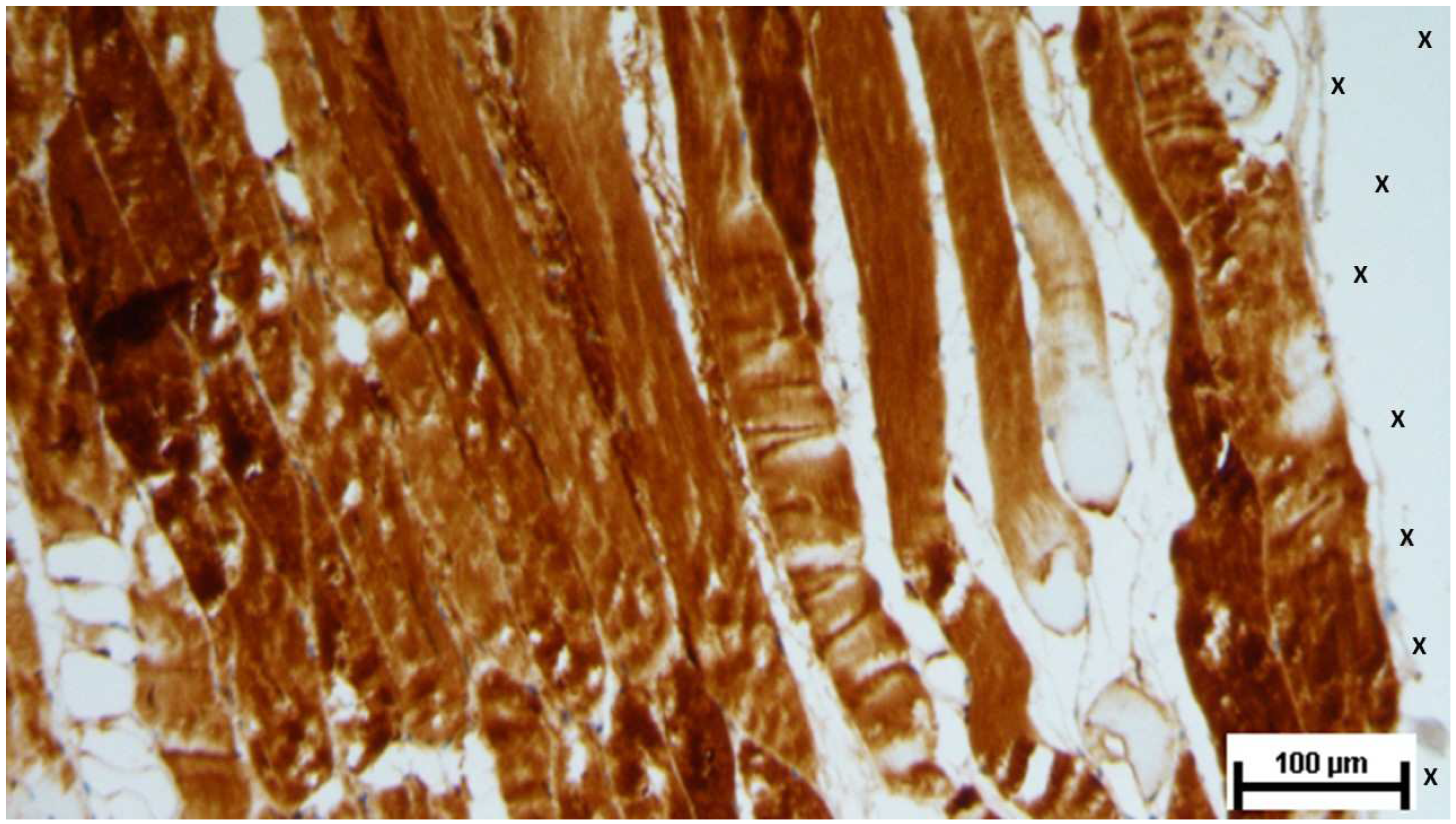 Preprints 144372 g019