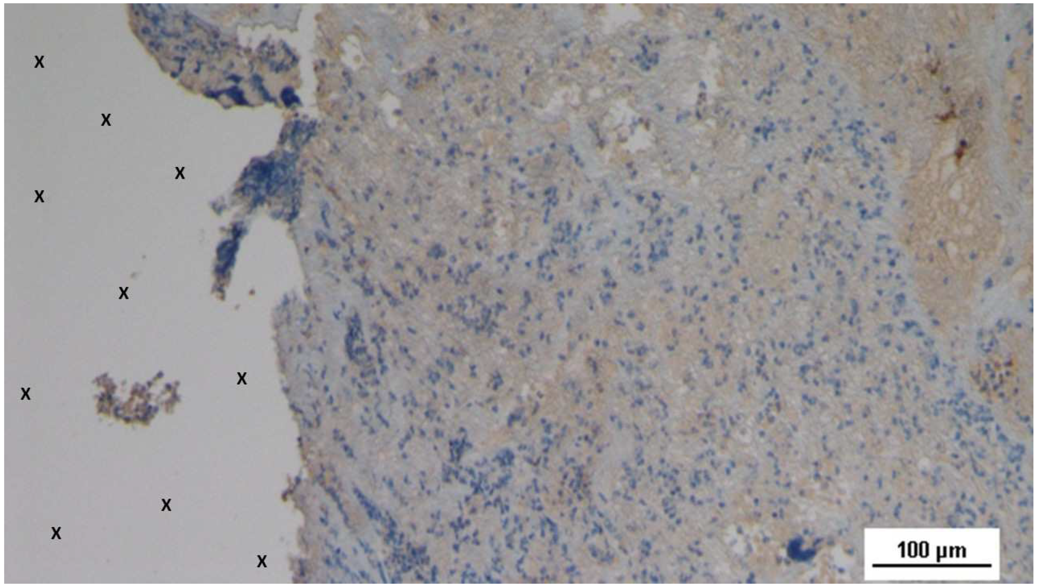 Preprints 144372 g021