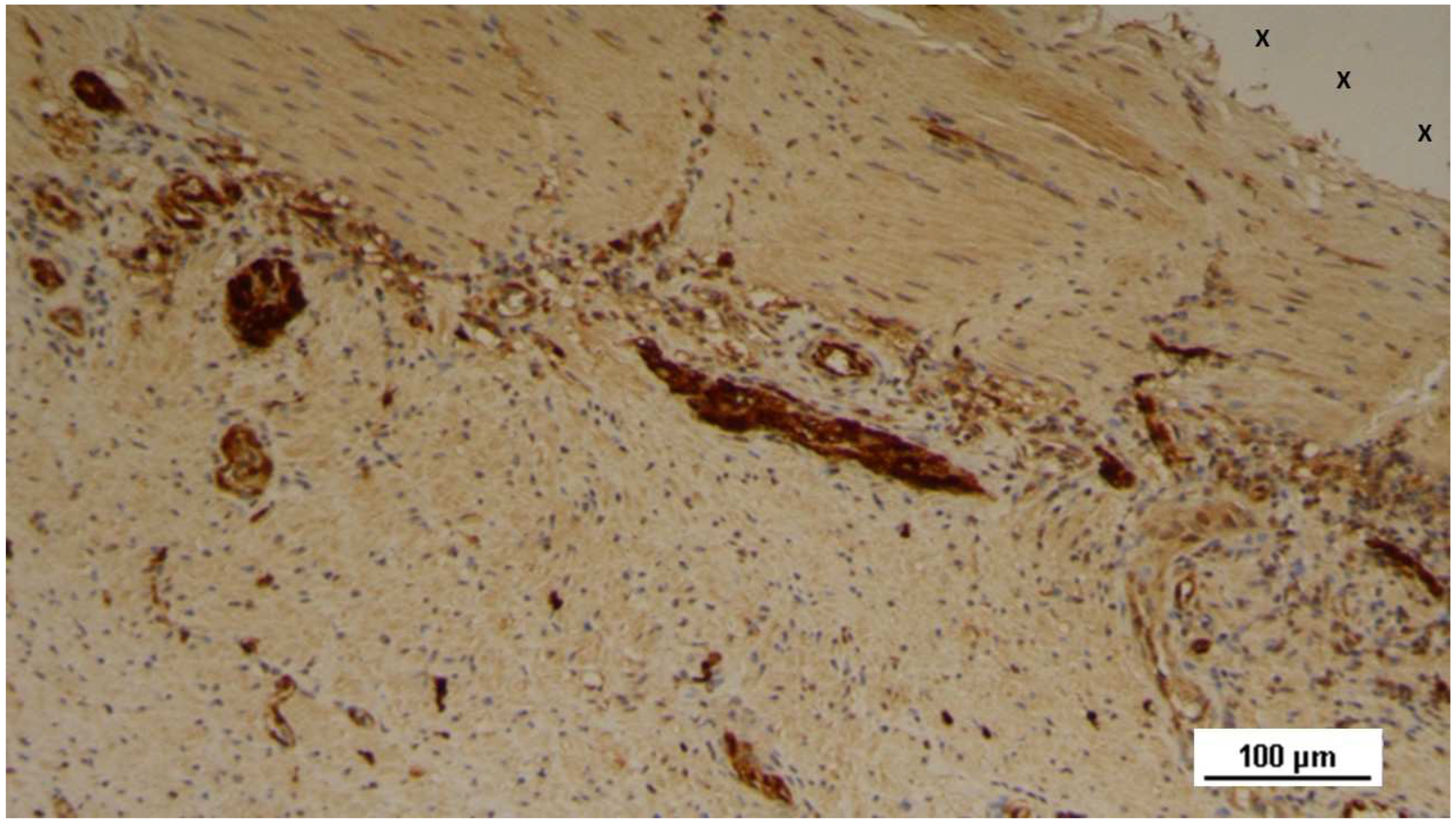 Preprints 144372 g022